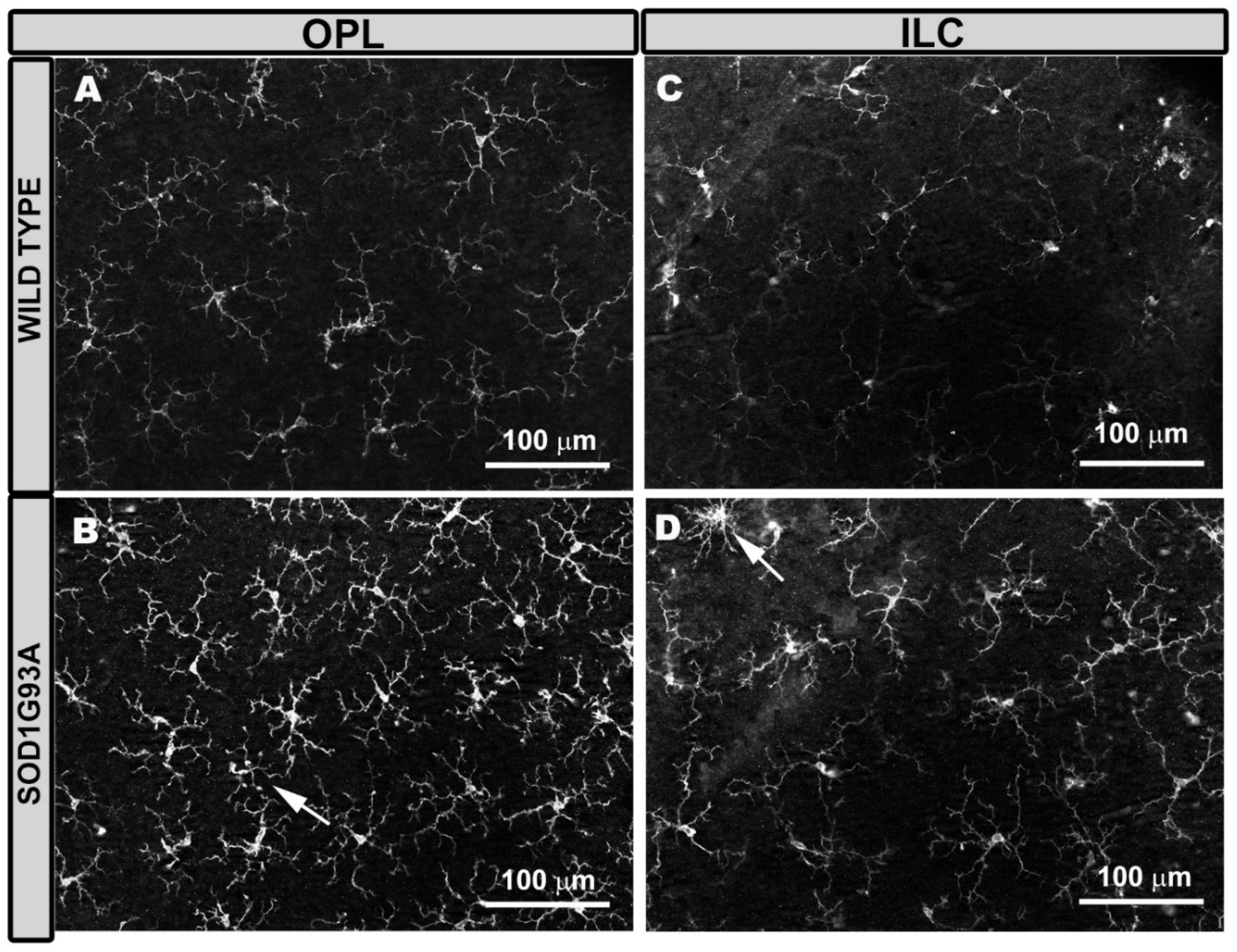 Ijms 22 01663 g001 Ijms 22 01663 g001