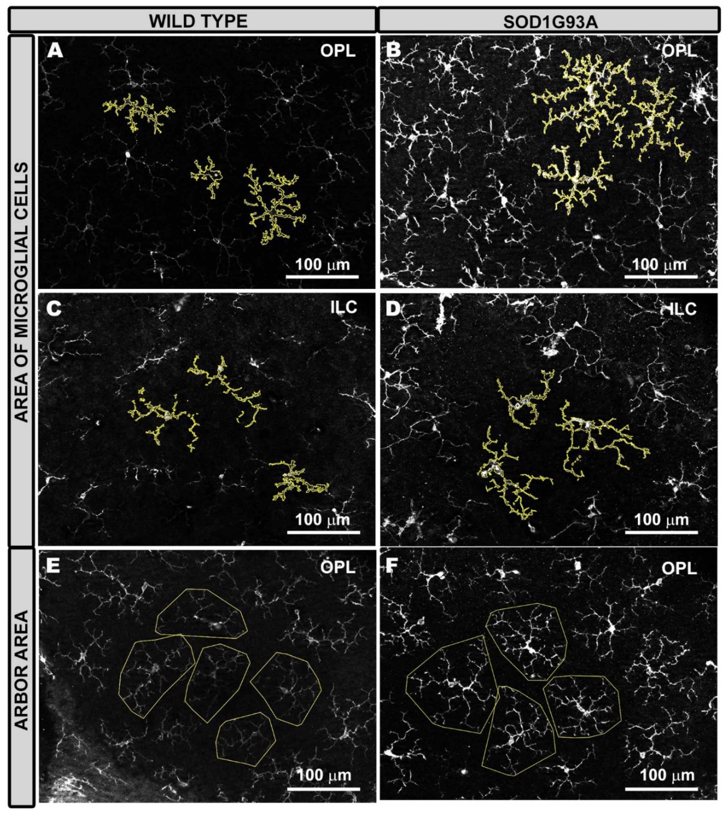 Ijms 22 01663 g006 Ijms 22 01663 g006