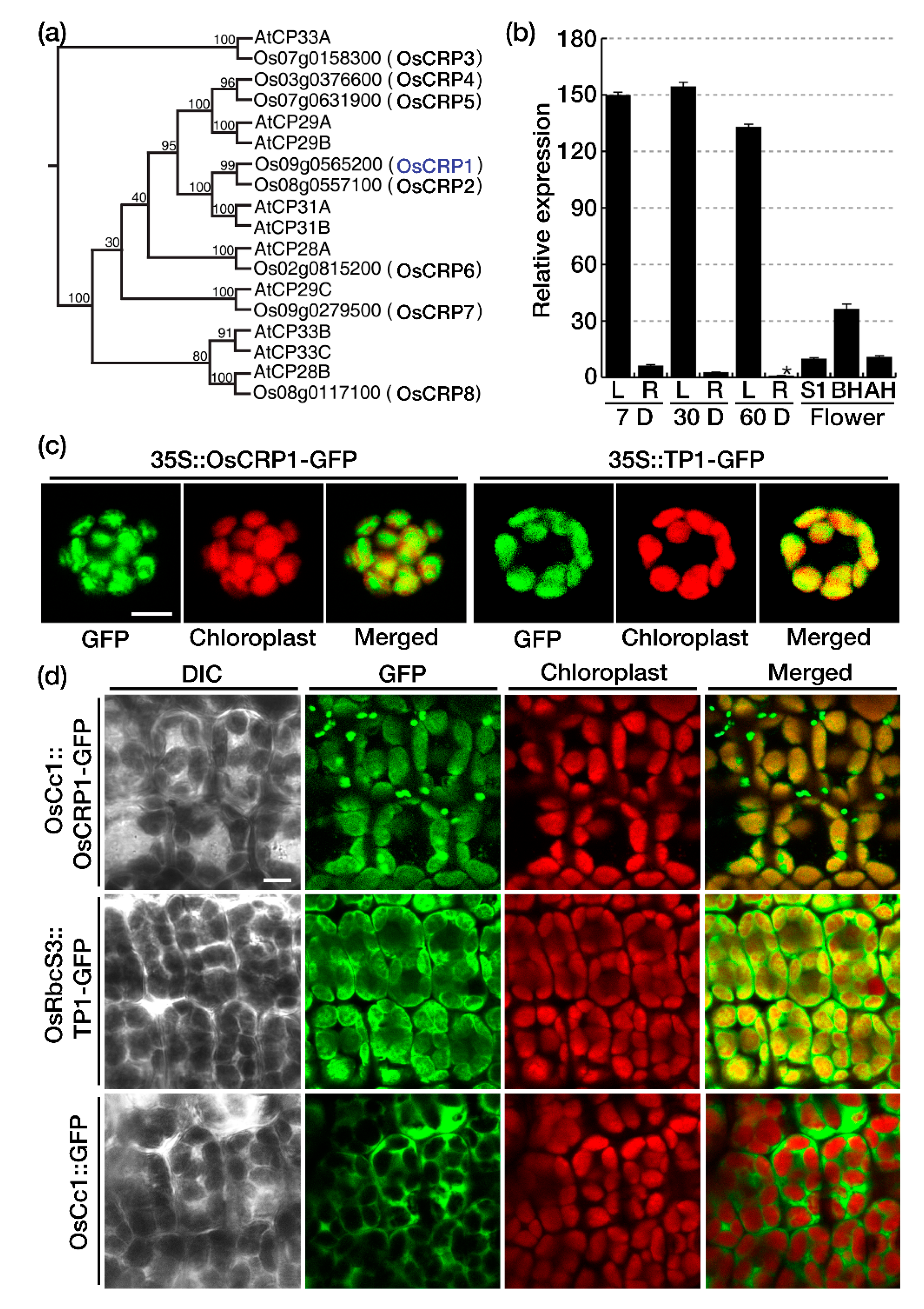 Ijms 22 01673 g001 Ijms 22 01673 g001