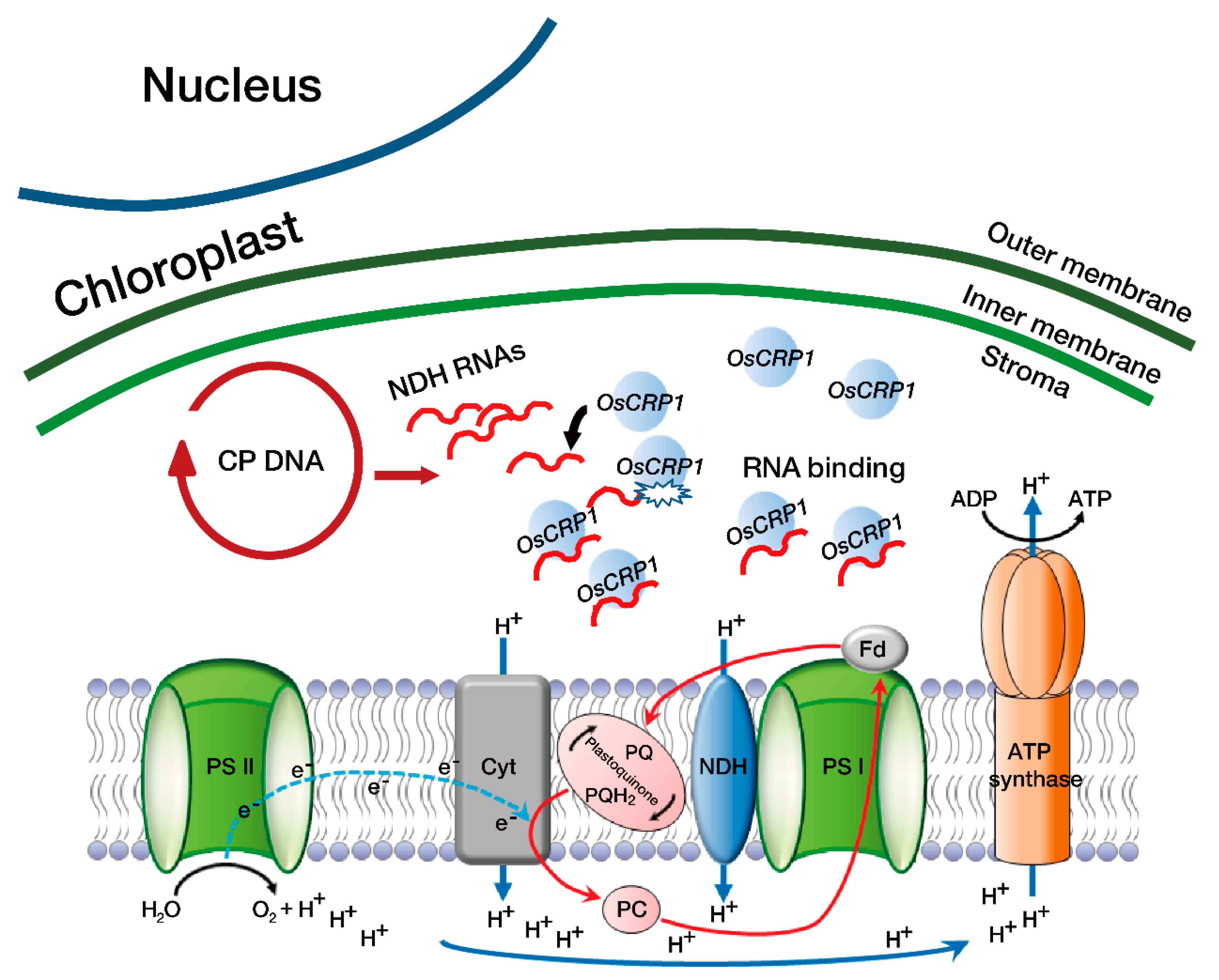 Ijms 22 01673 g006 Ijms 22 01673 g006