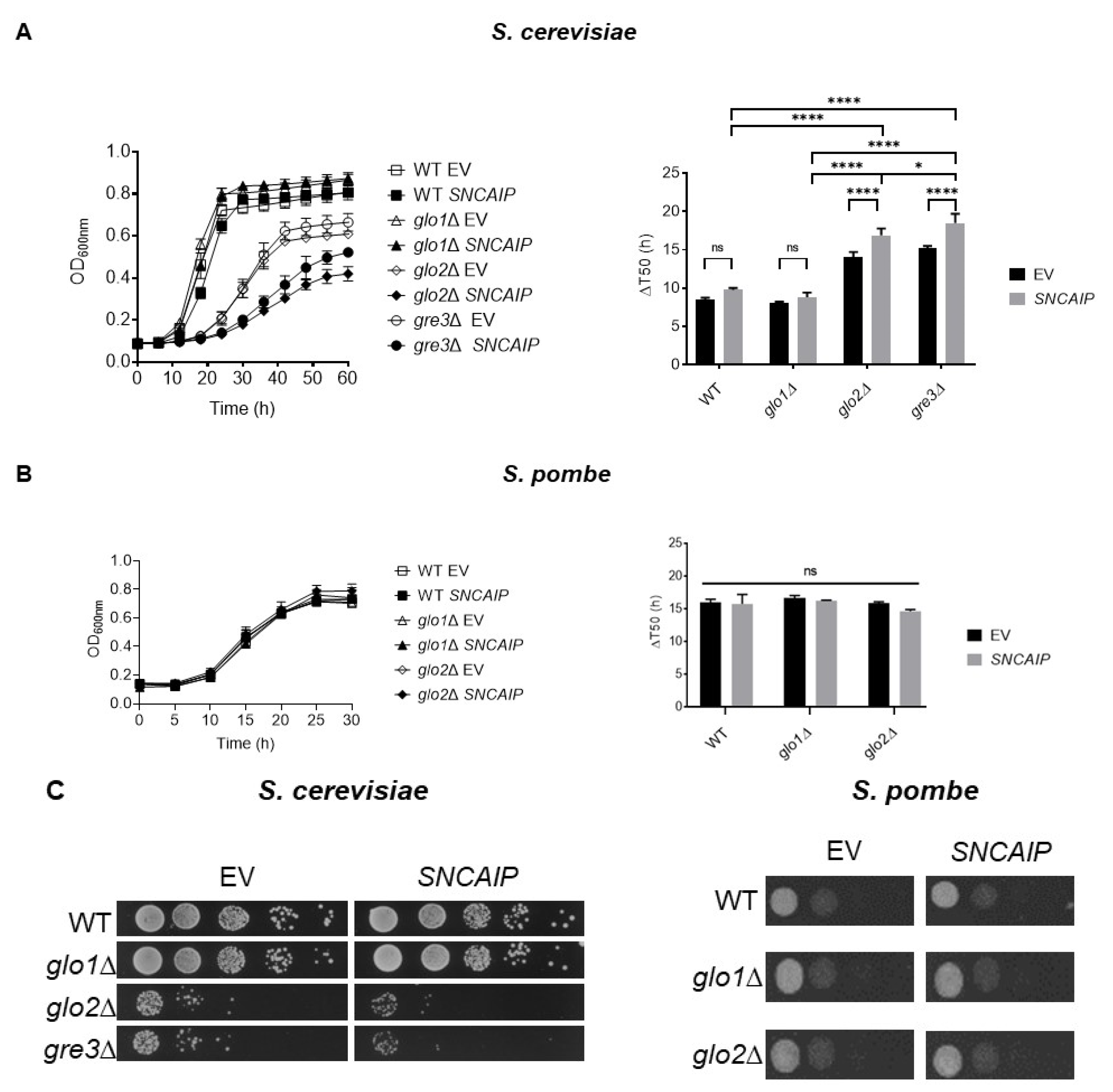 Ijms 22 01677 g002 Ijms 22 01677 g002