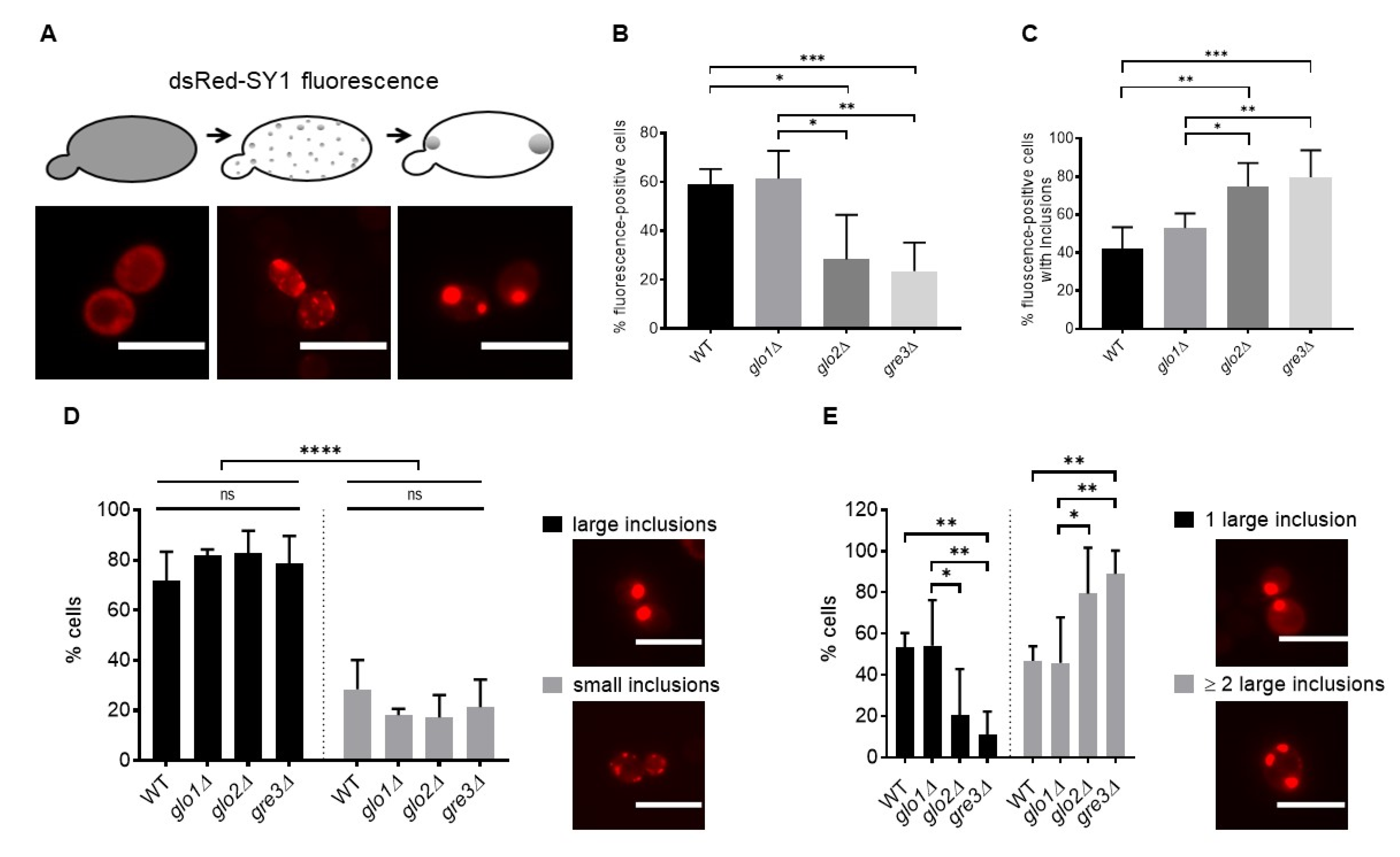 Ijms 22 01677 g003 Ijms 22 01677 g003