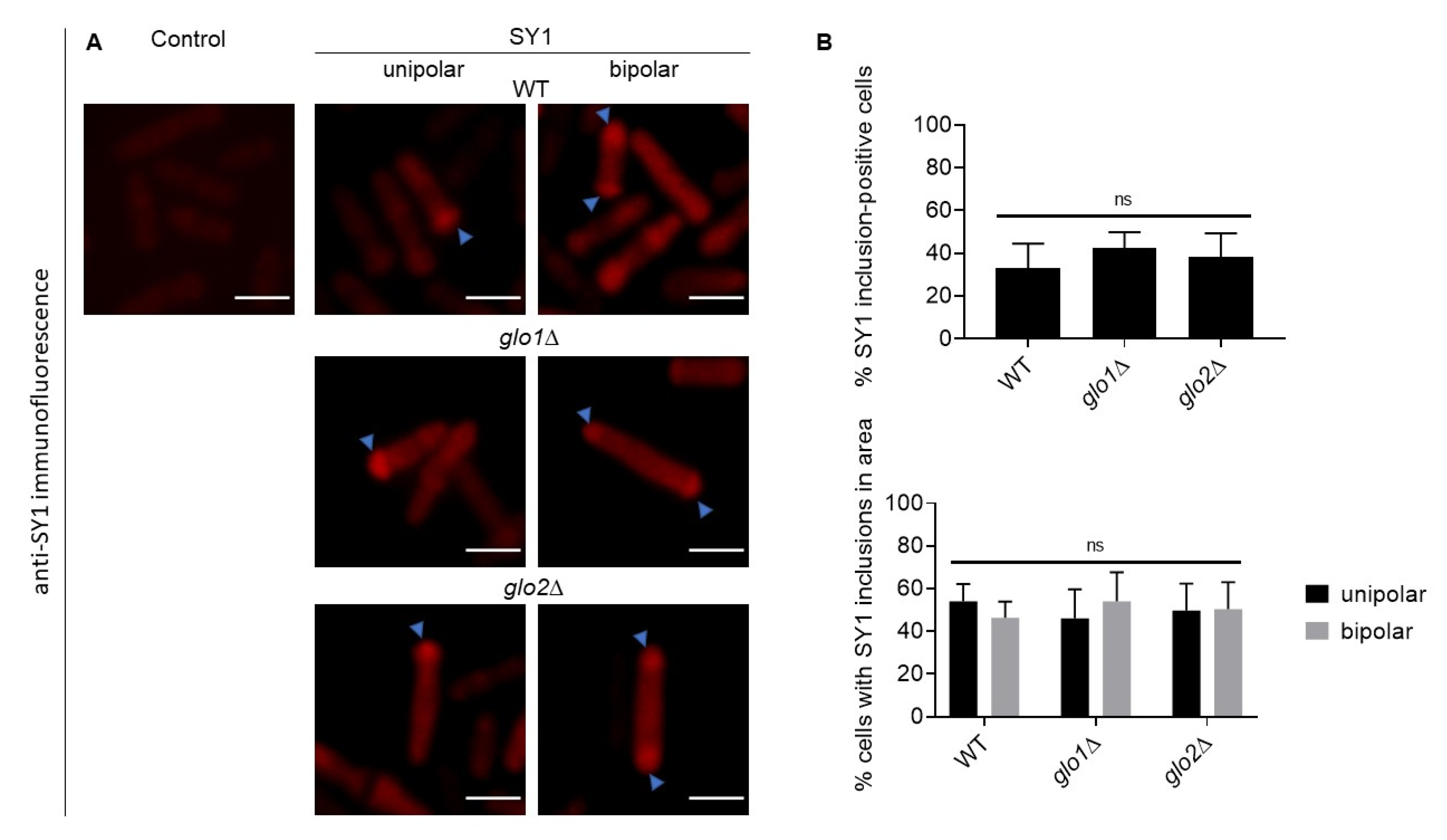 Ijms 22 01677 g004 Ijms 22 01677 g004