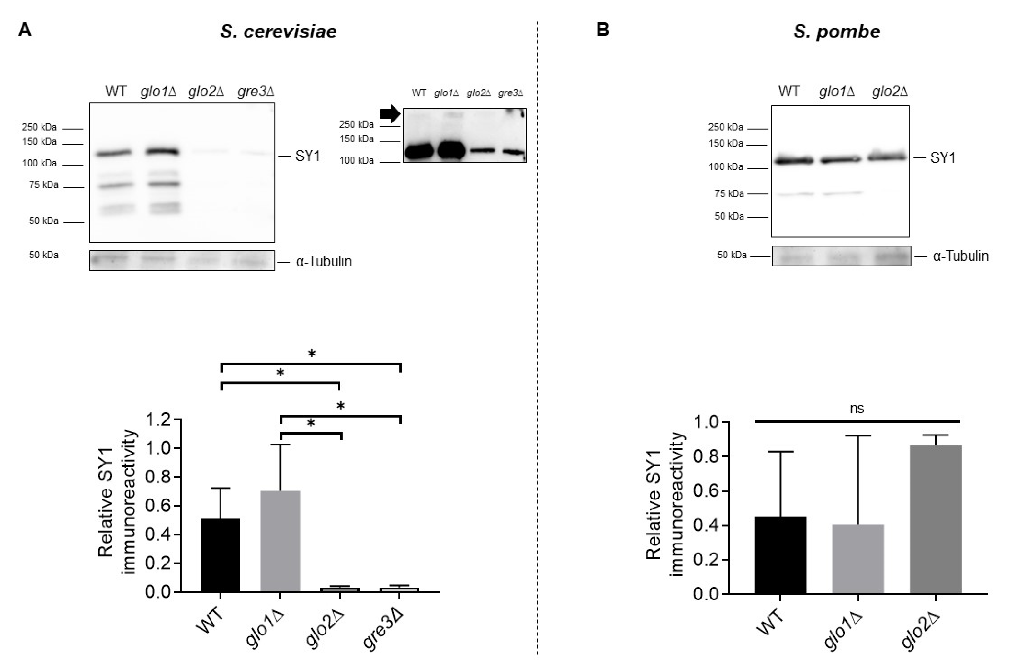 Ijms 22 01677 g005 Ijms 22 01677 g005