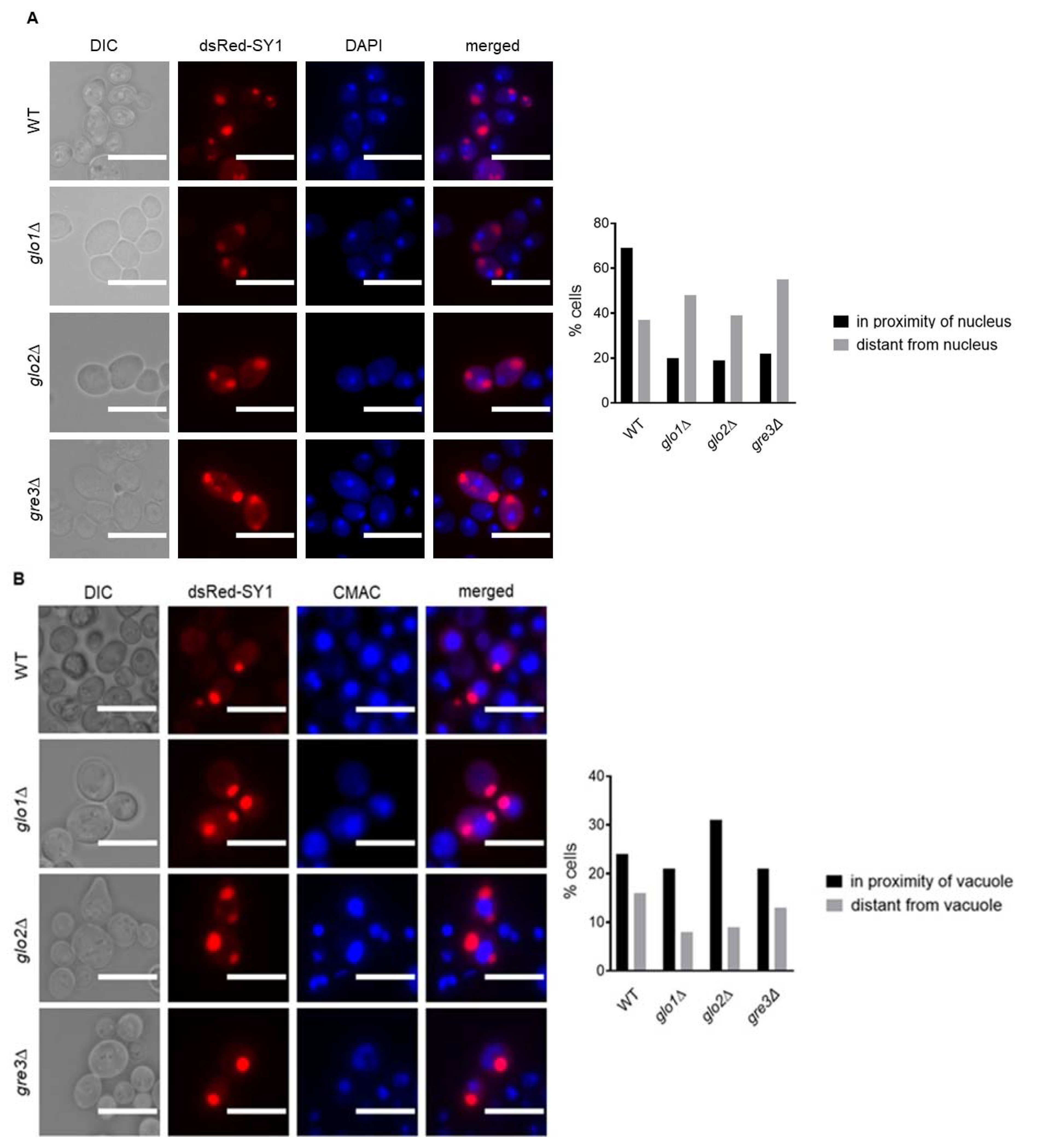Ijms 22 01677 g006 Ijms 22 01677 g006