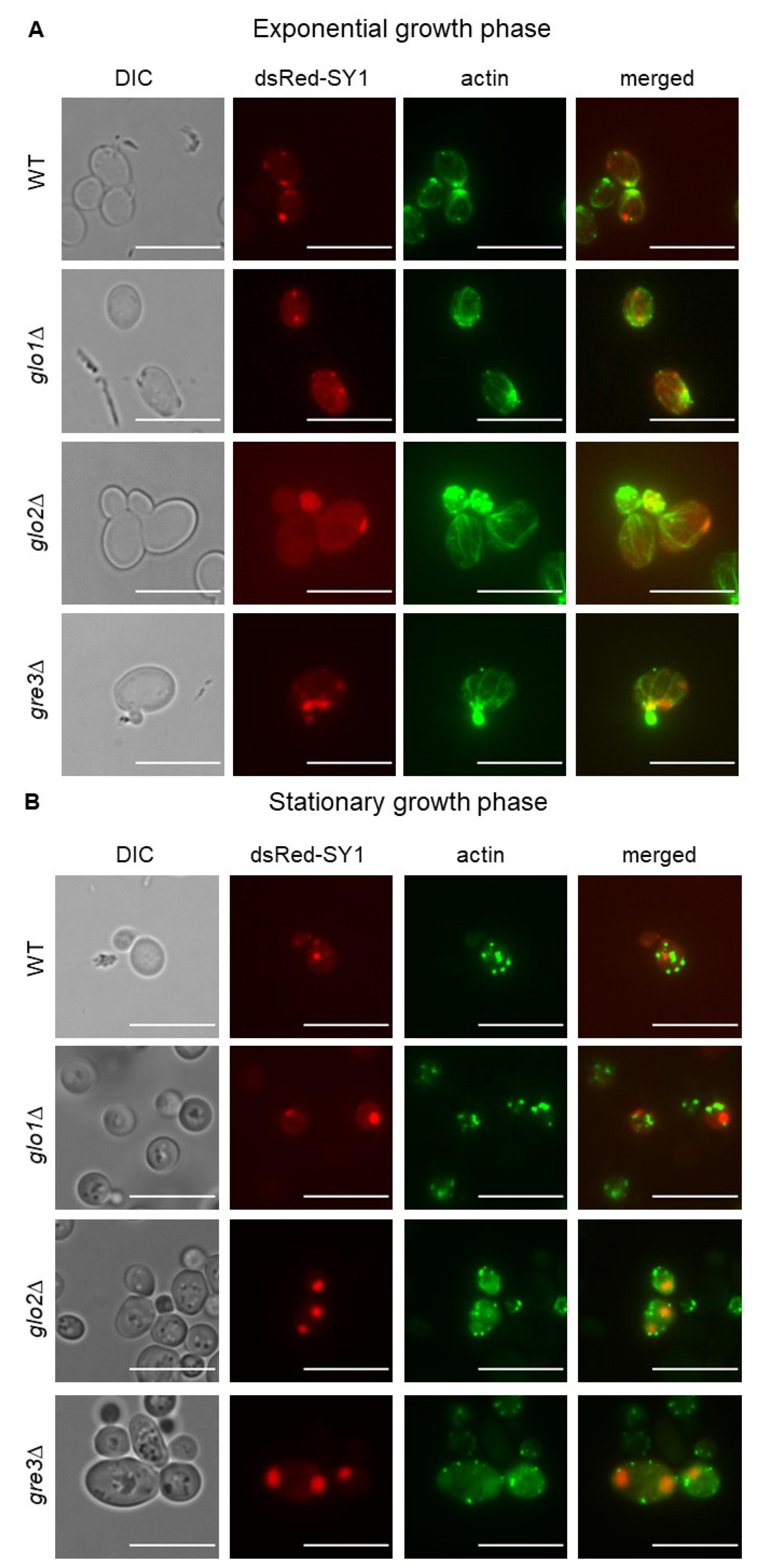 Ijms 22 01677 g008 Ijms 22 01677 g008