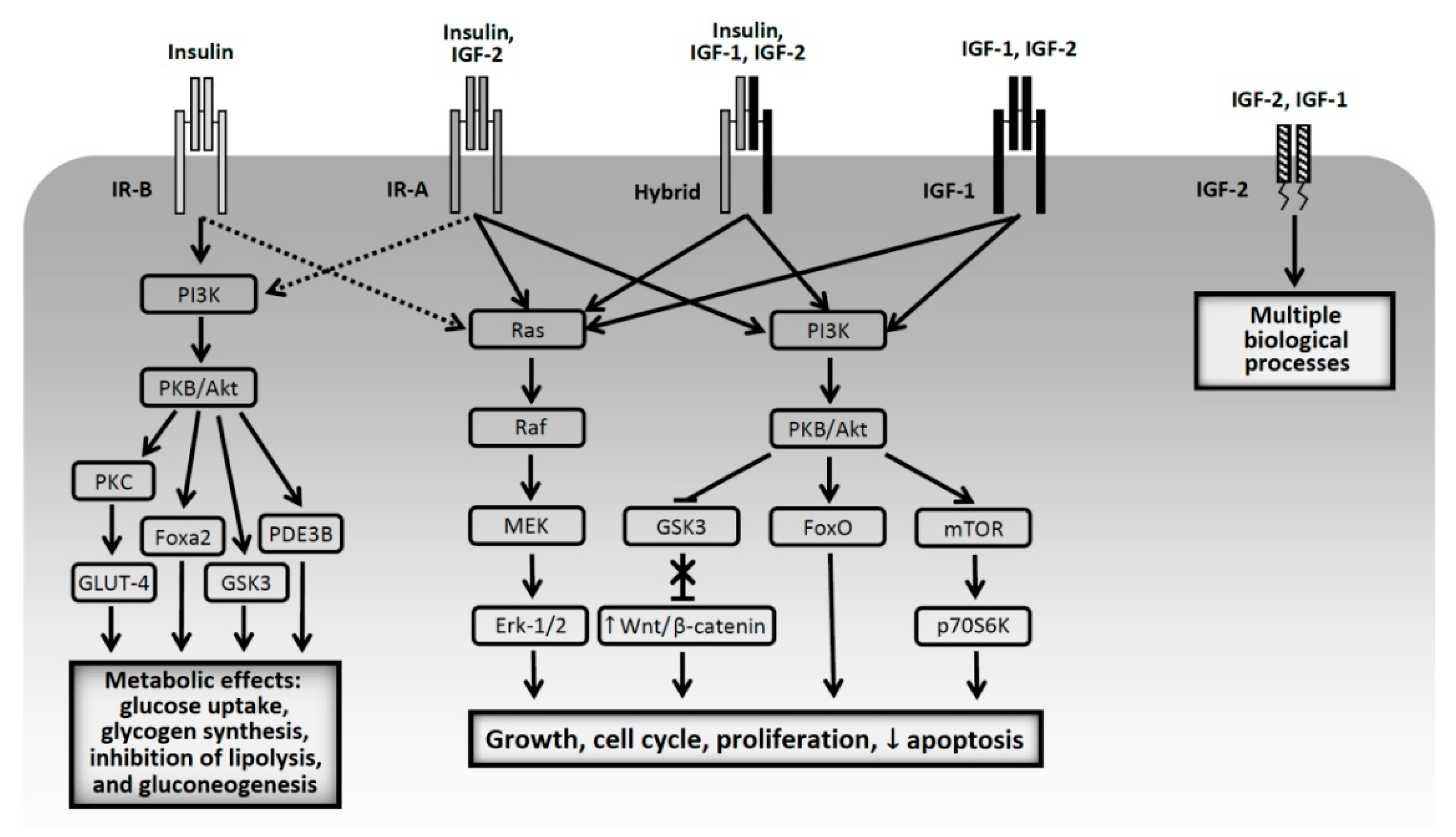 Lj Diabetes, Antidiabetic Medications and Cancer Risk in Type 2