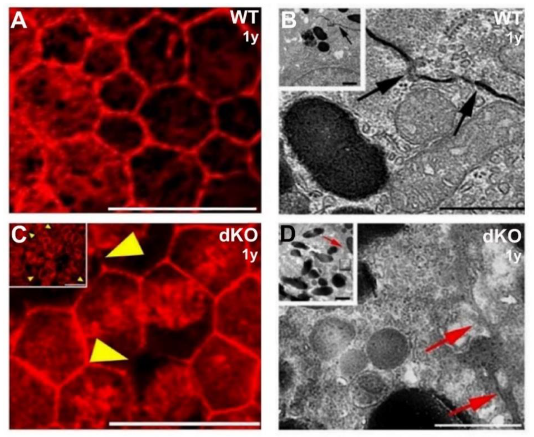 Ijms 22 01684 g002 Ijms 22 01684 g002