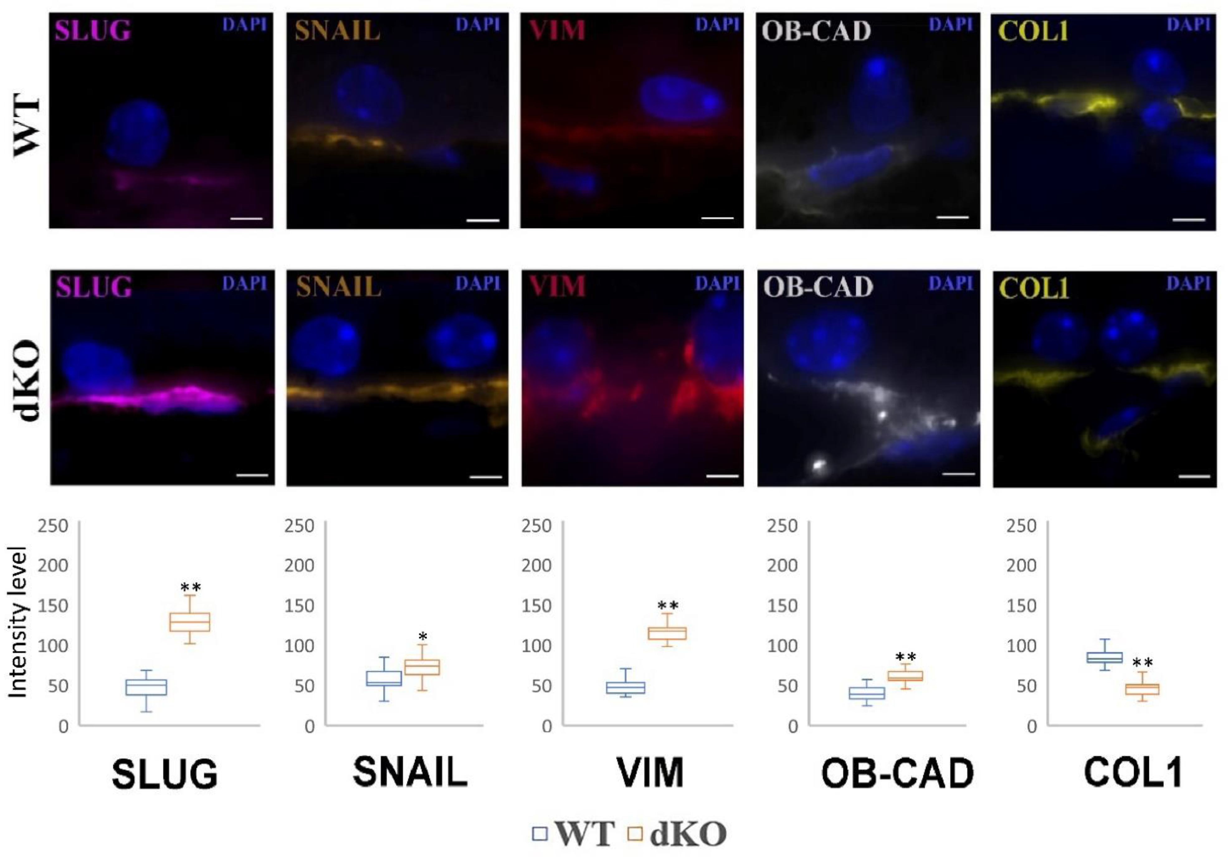 Ijms 22 01684 g005 Ijms 22 01684 g005