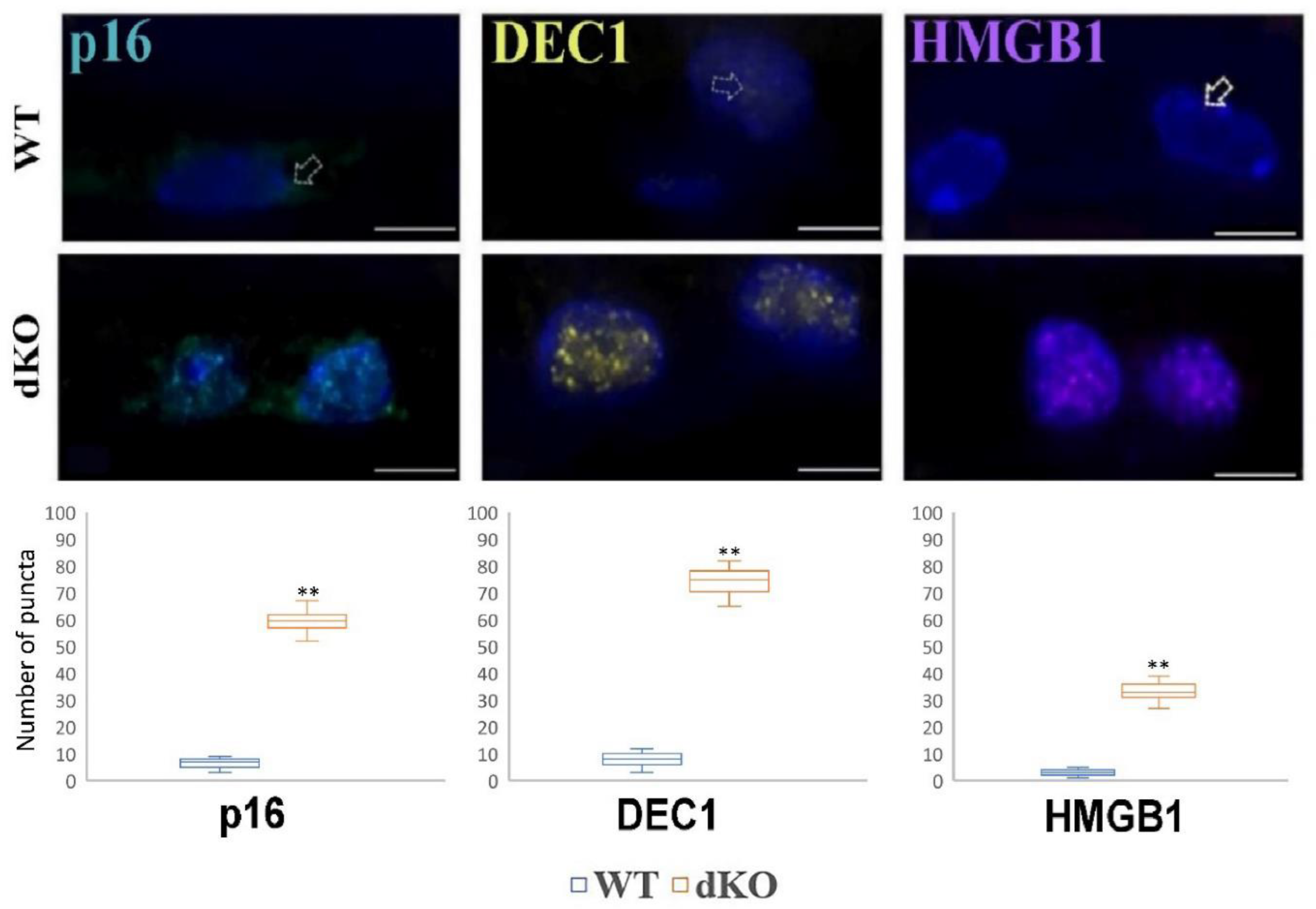 Ijms 22 01684 g007 Ijms 22 01684 g007