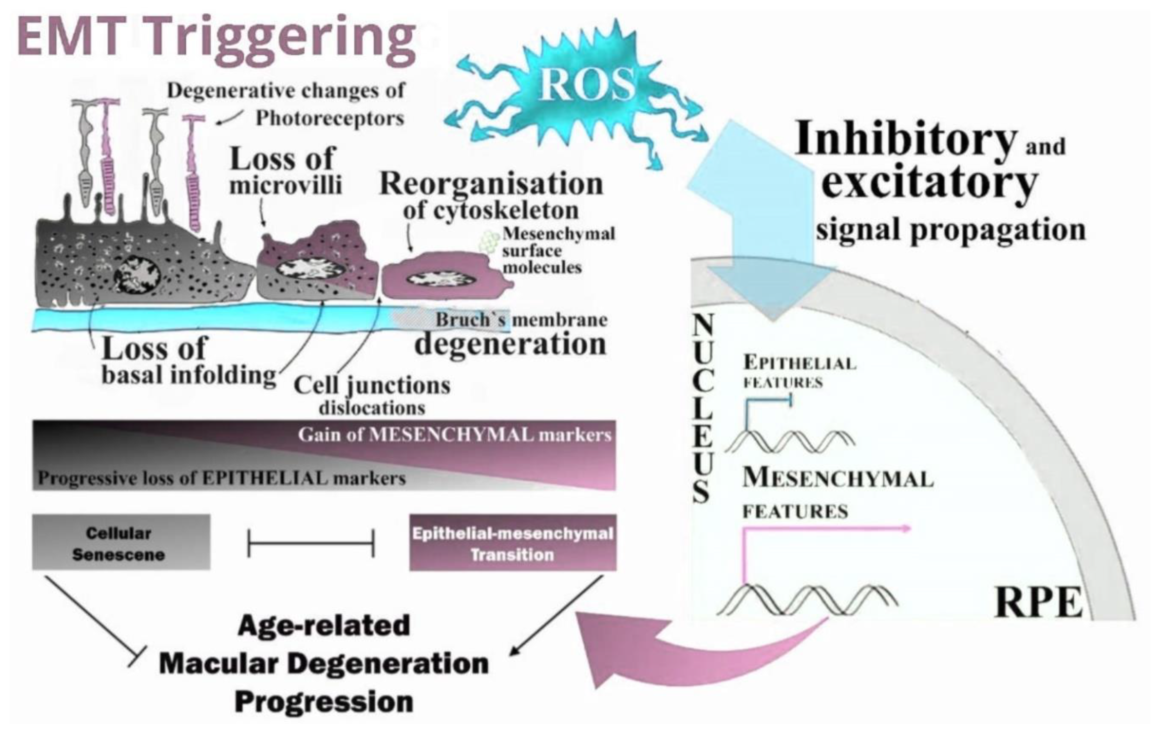Ijms 22 01684 g008 Ijms 22 01684 g008