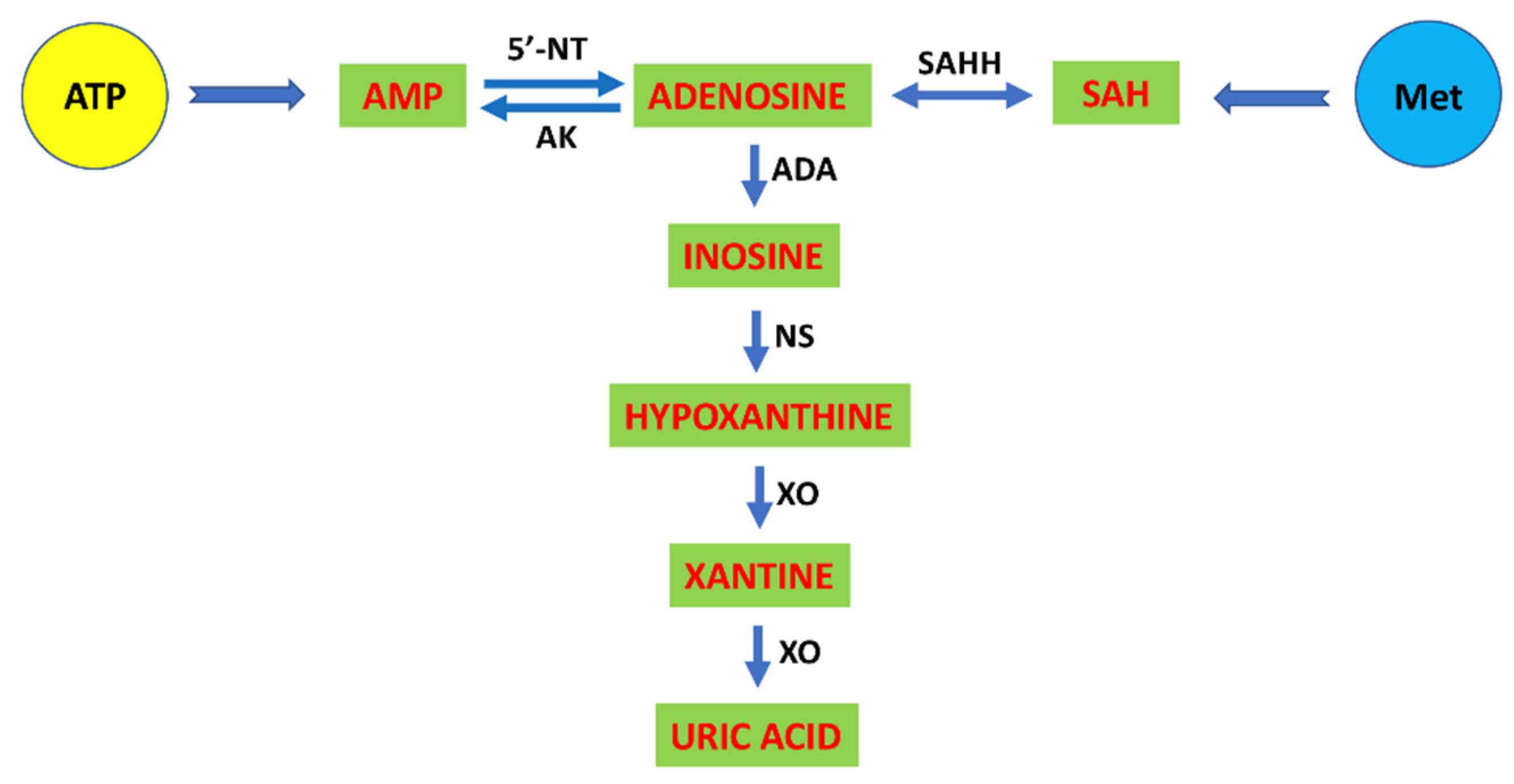 Ijms 22 01690 g003 Ijms 22 01690 g003