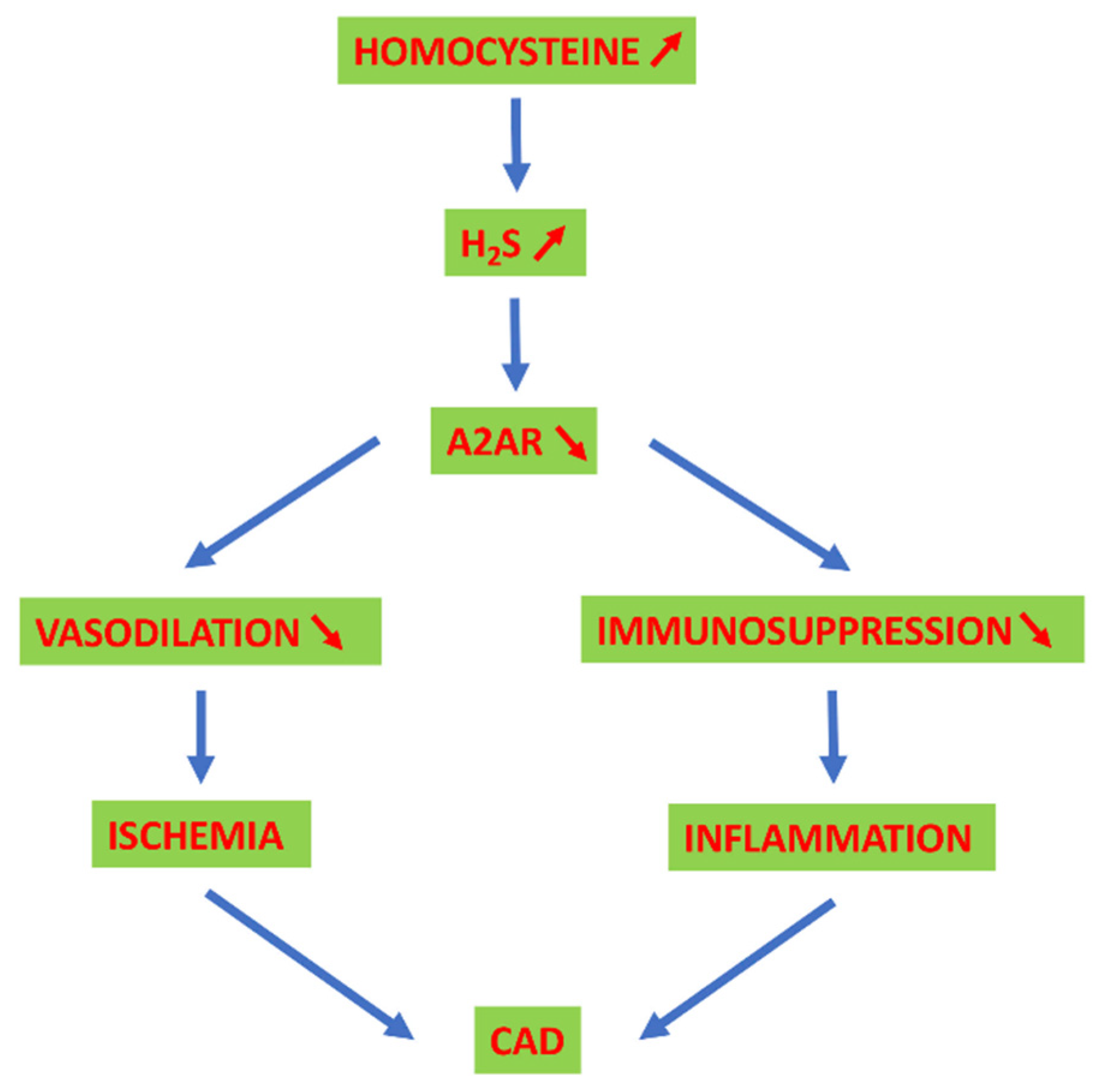 Ijms 22 01690 g004 Ijms 22 01690 g004