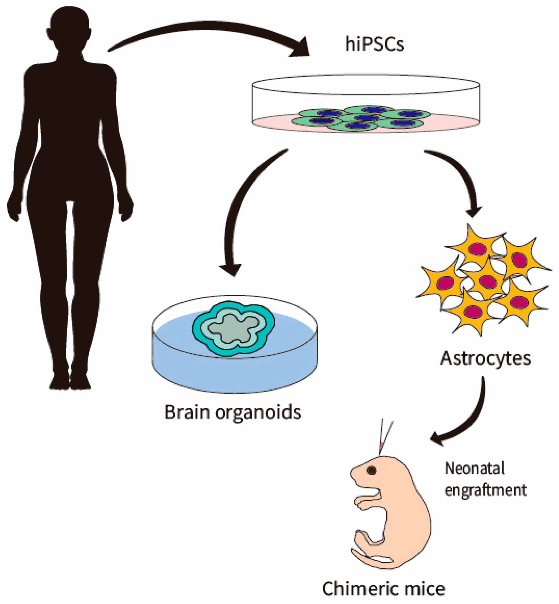 2d to 3d conversion in cortex 2d to 3d conversion in cortex