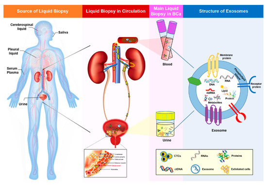 Ijms 22 01713 g001 550