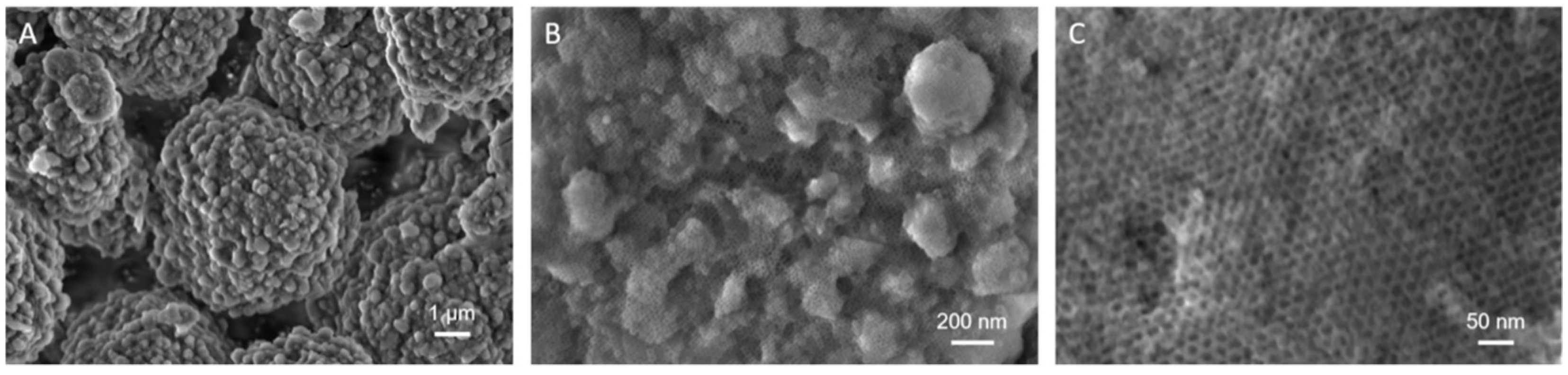 Ijms 22 01718 g003 Ijms 22 01718 g003