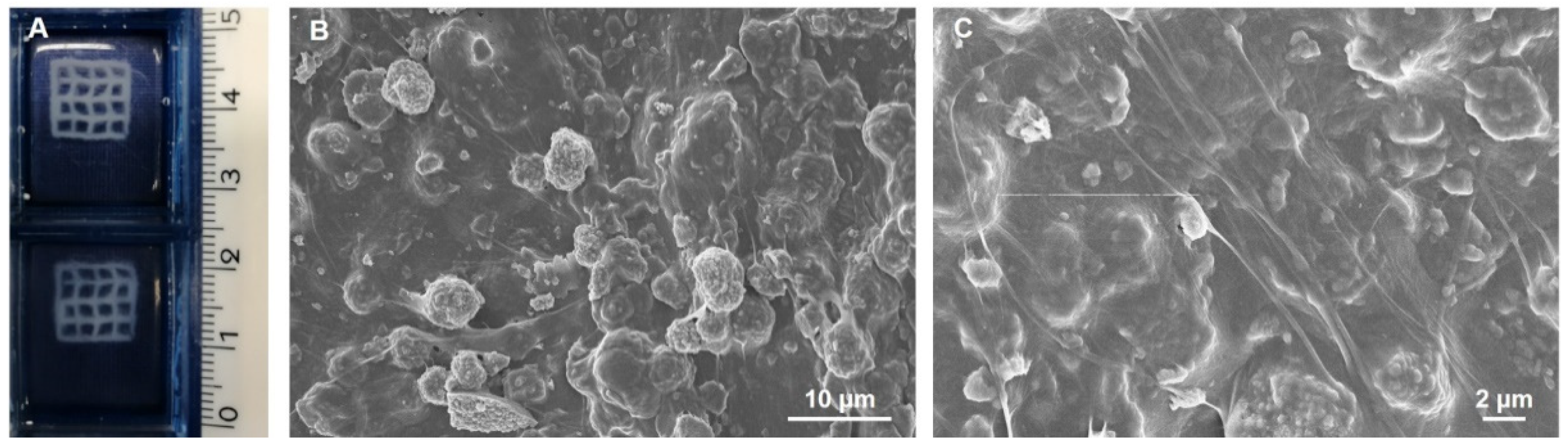 Ijms 22 01718 g008 Ijms 22 01718 g008