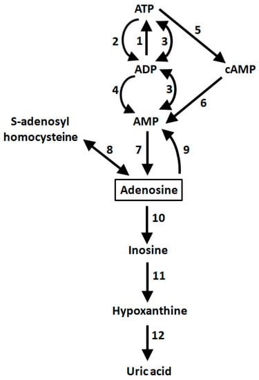 IJMS | Free Full-Text | Allosteric Interactions between Adenosine