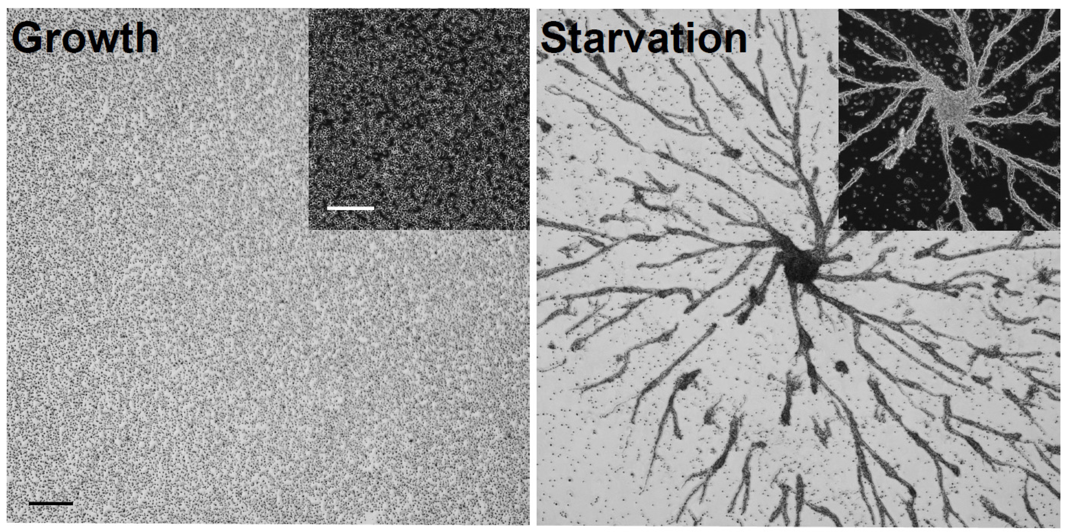 Ijms 22 01722 g001 Ijms 22 01722 g001
