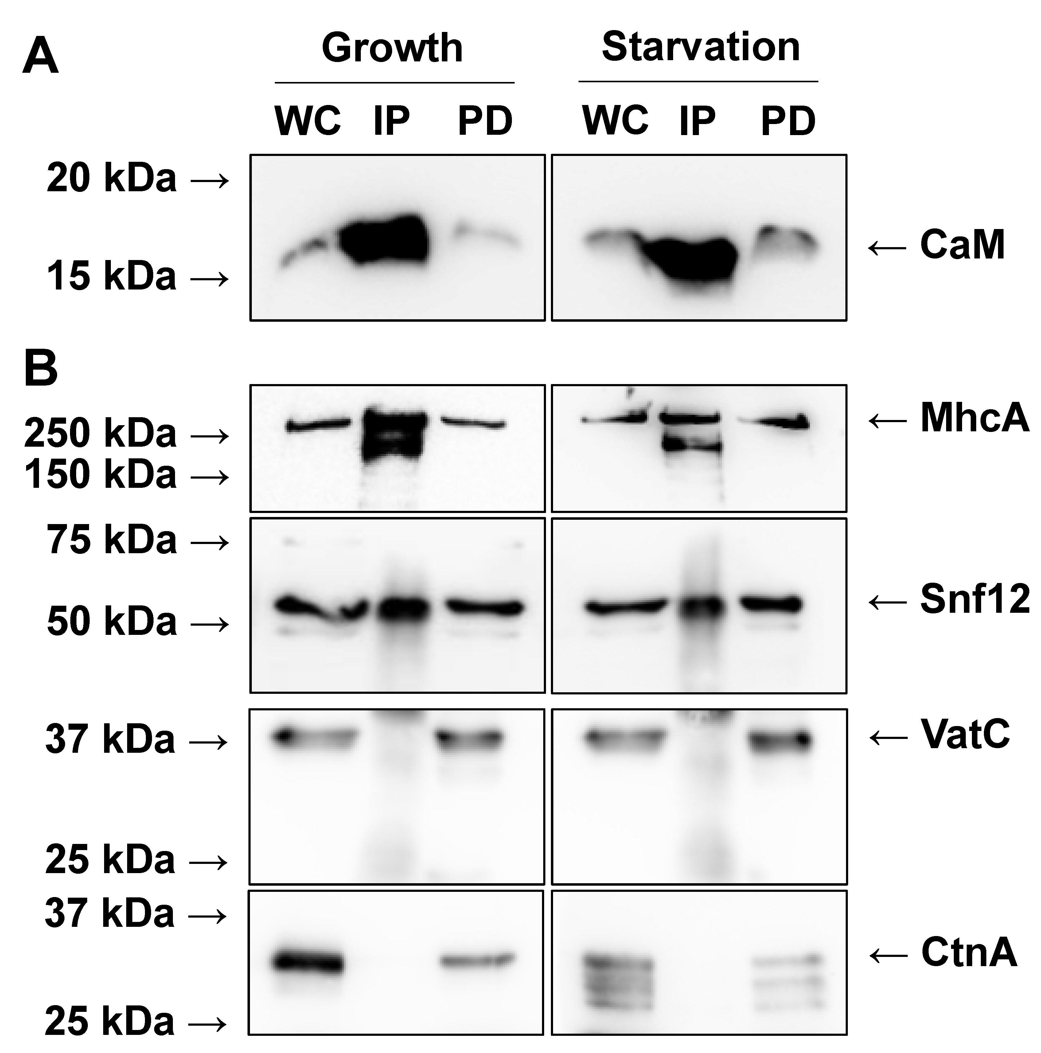 Ijms 22 01722 g002 Ijms 22 01722 g002