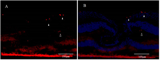 Ijms 22 01724 g003 550