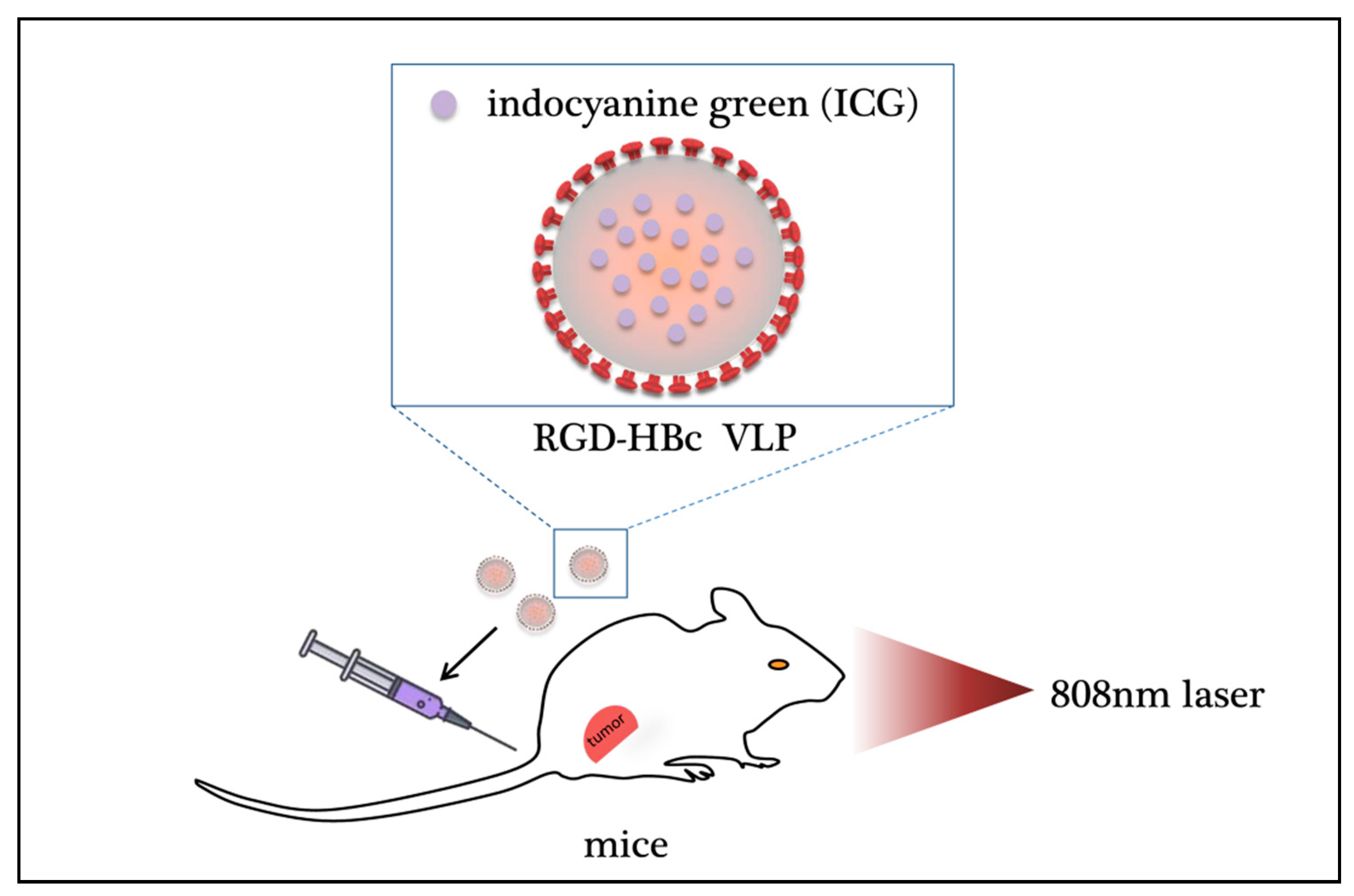 Ijms 22 01728 g003 Ijms 22 01728 g003
