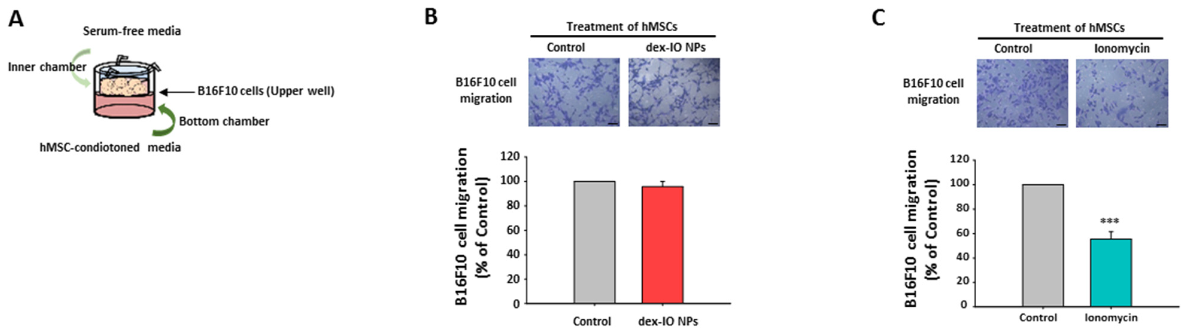 Ijms 22 01738 g003 Ijms 22 01738 g003