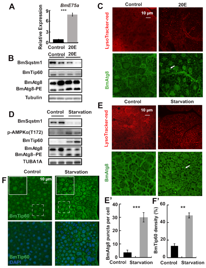 Ijms 22 01751 g001 550