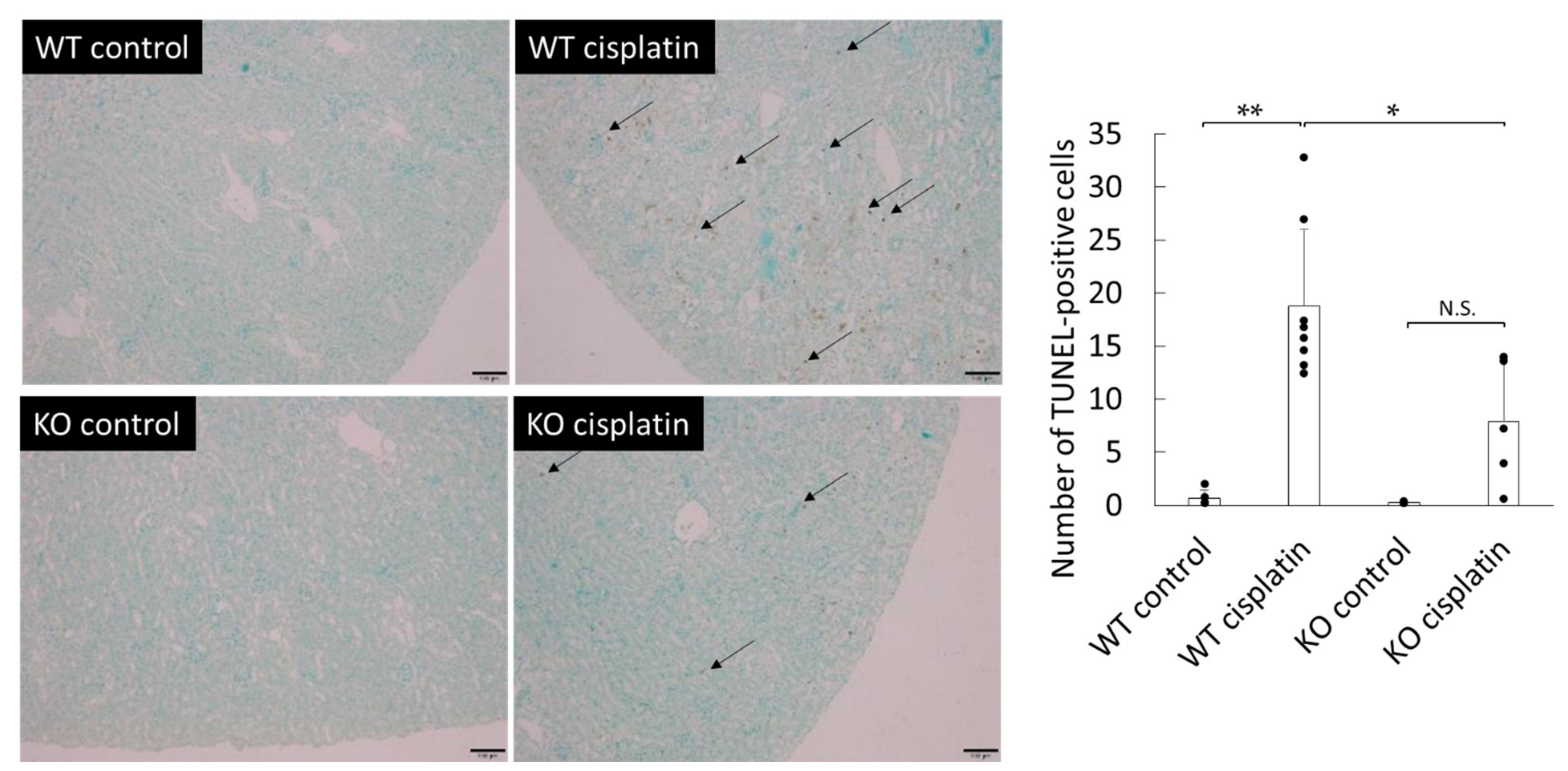 Ijms 22 01764 g003 Ijms 22 01764 g003