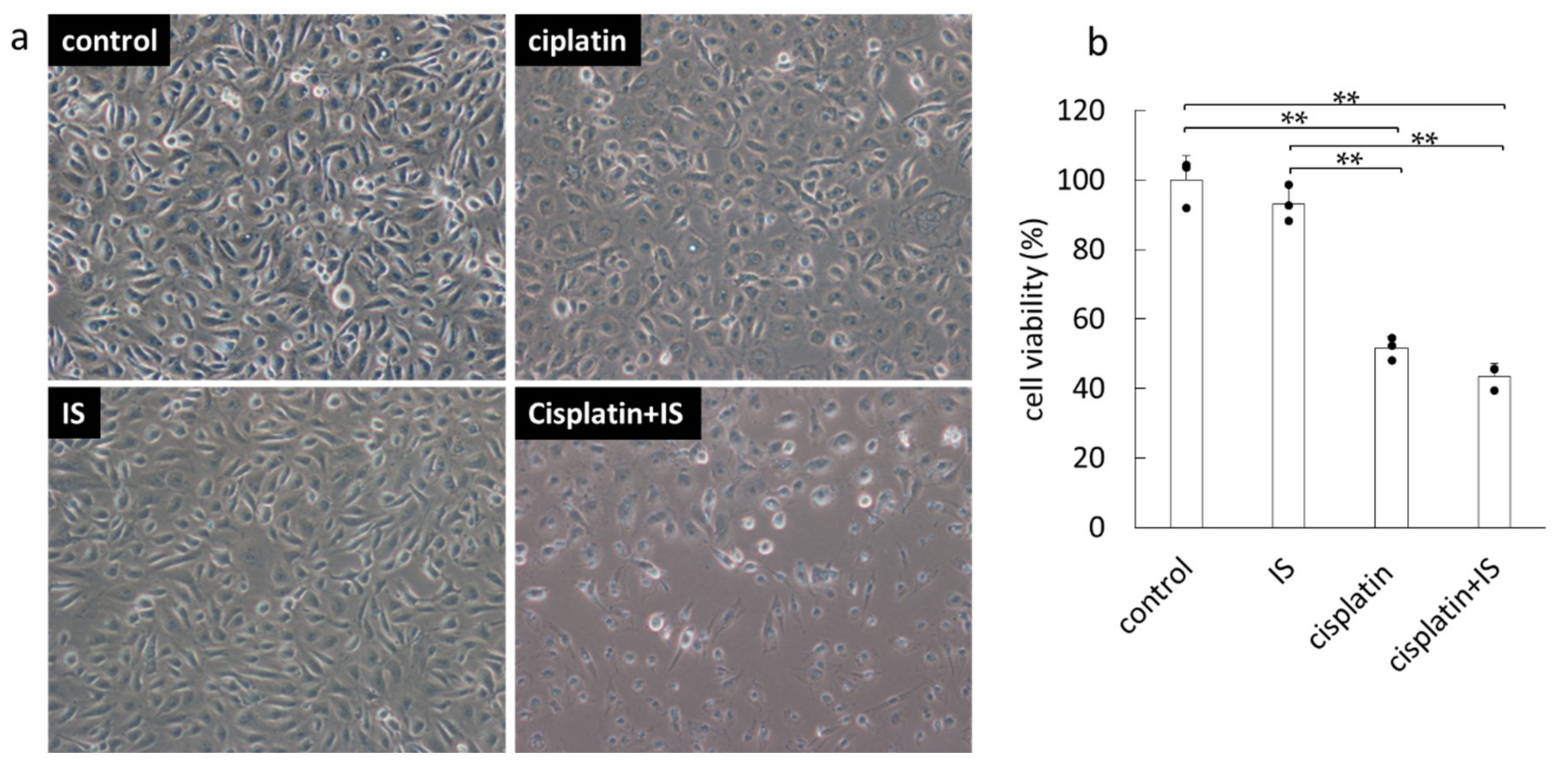 Ijms 22 01764 g005 Ijms 22 01764 g005