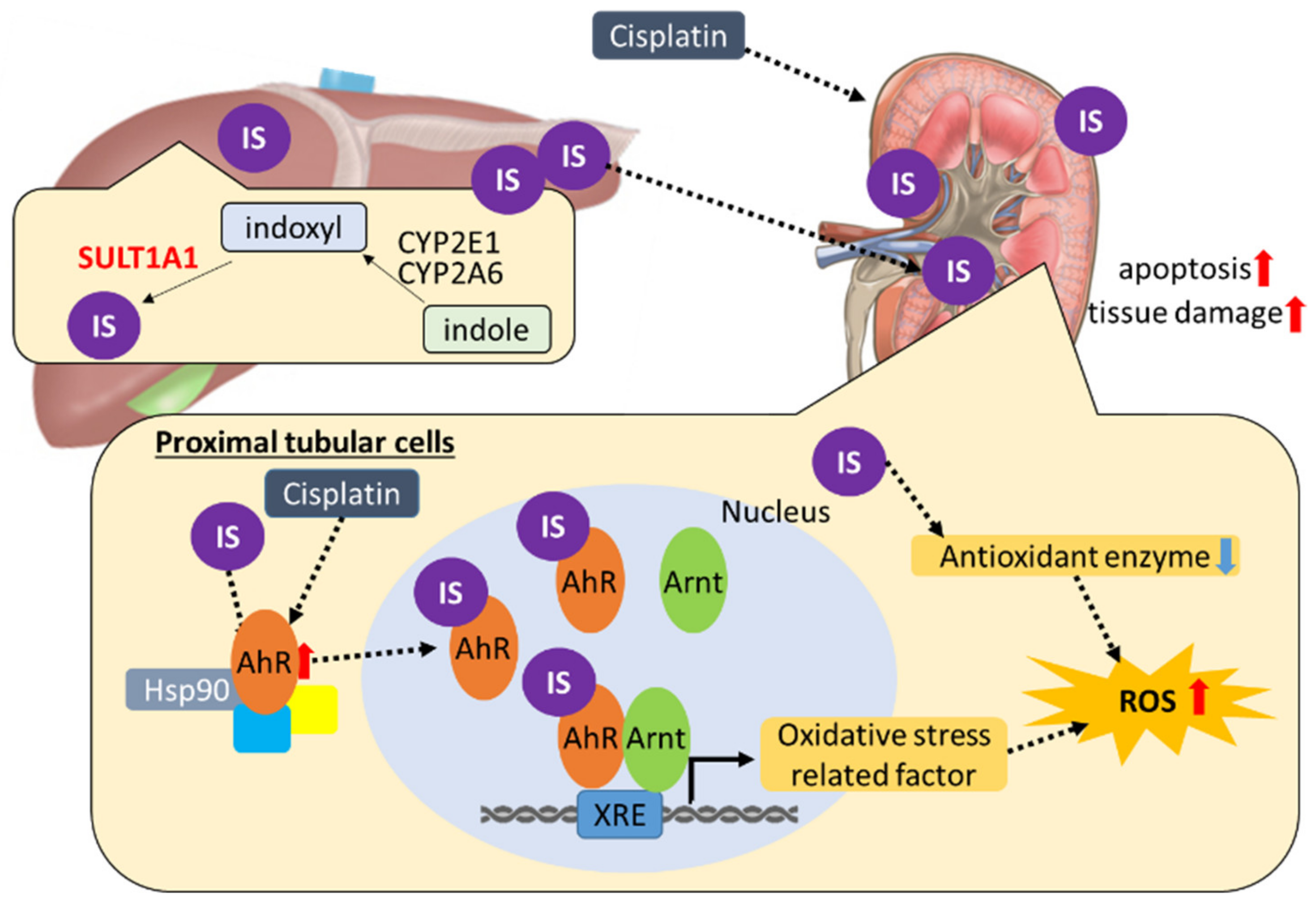 Ijms 22 01764 g009 Ijms 22 01764 g009