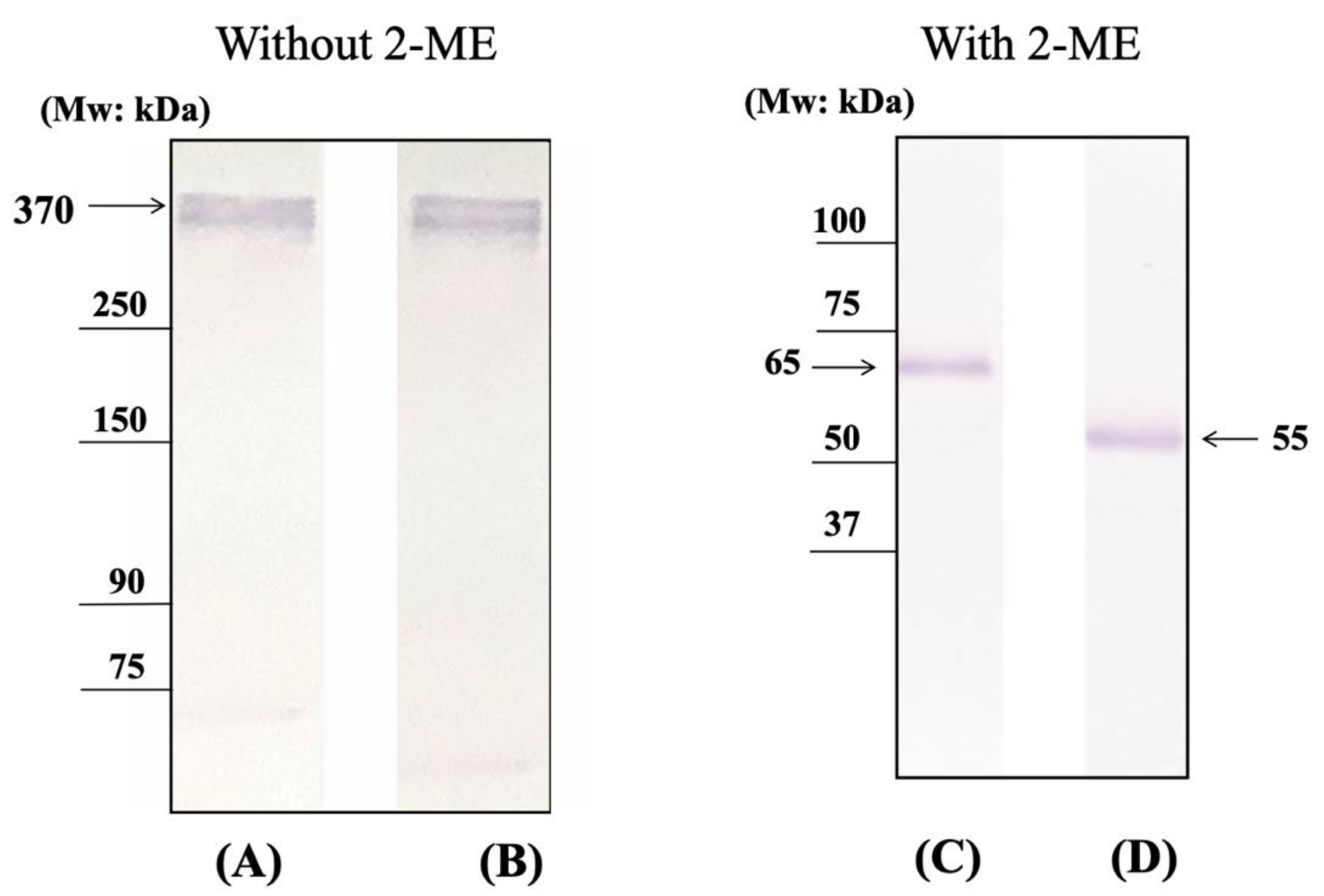 Ijms 22 01766 g002 Ijms 22 01766 g002