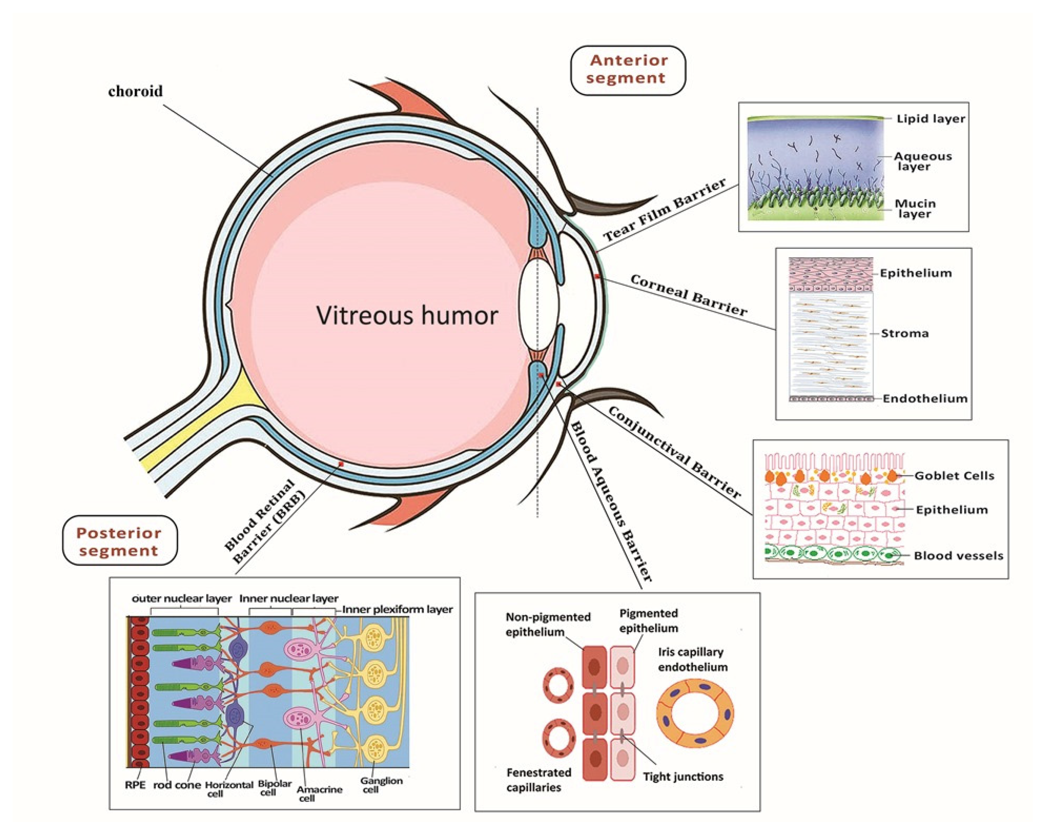 IJMS  Free Full-Text  Nanocarriers, Progenitor Cells 