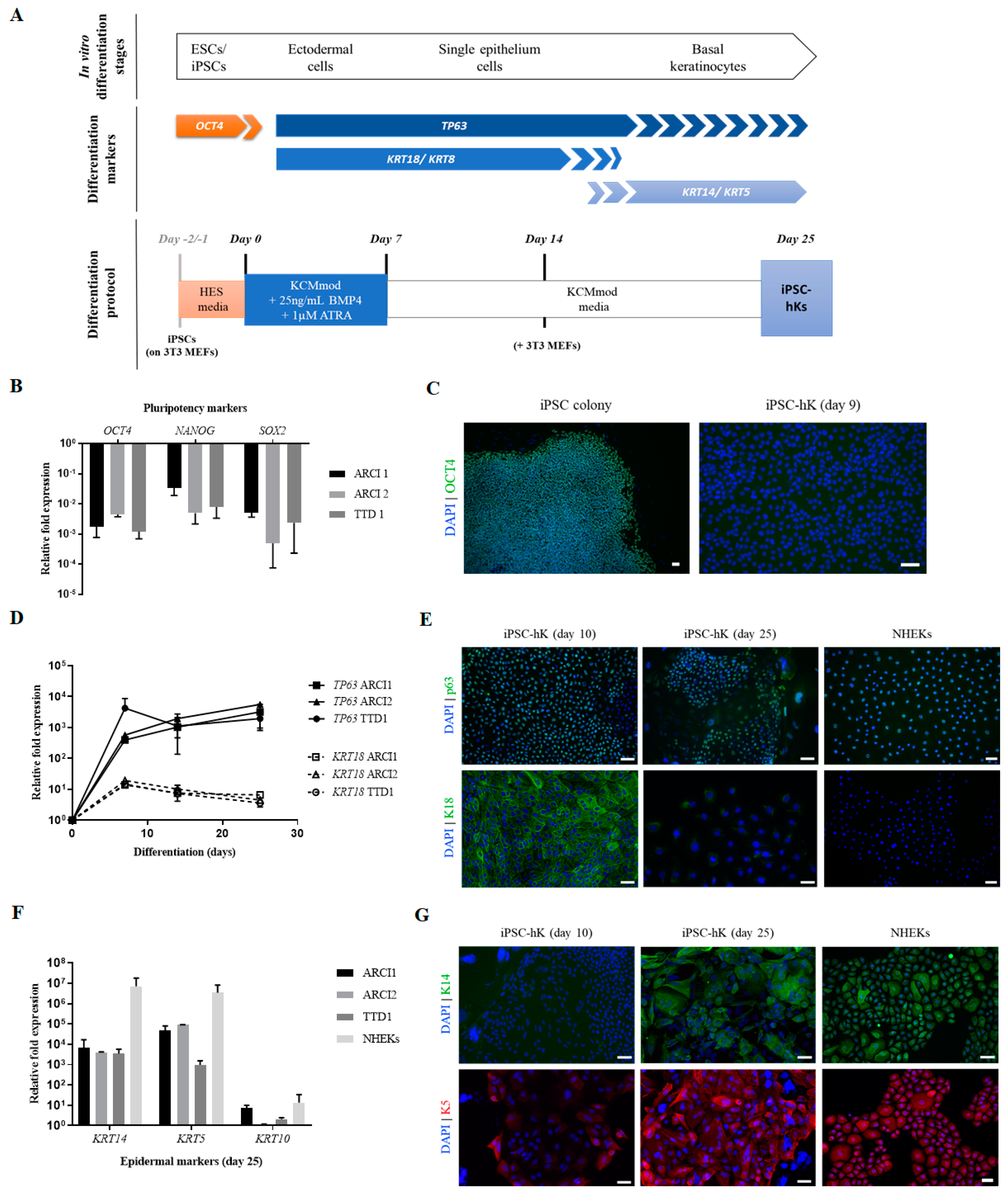 Ijms 22 01785 g003 Ijms 22 01785 g003