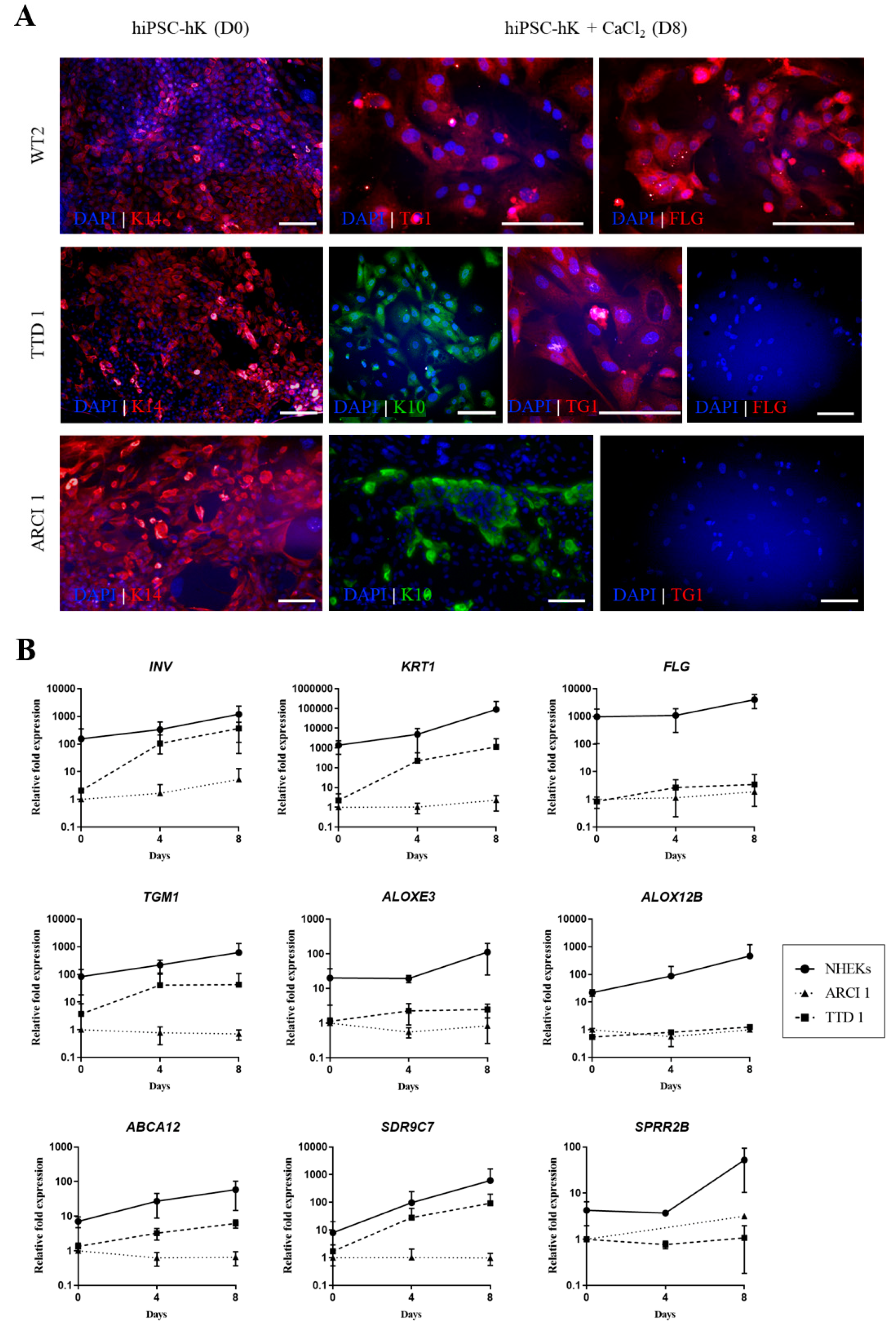 Ijms 22 01785 g004 Ijms 22 01785 g004