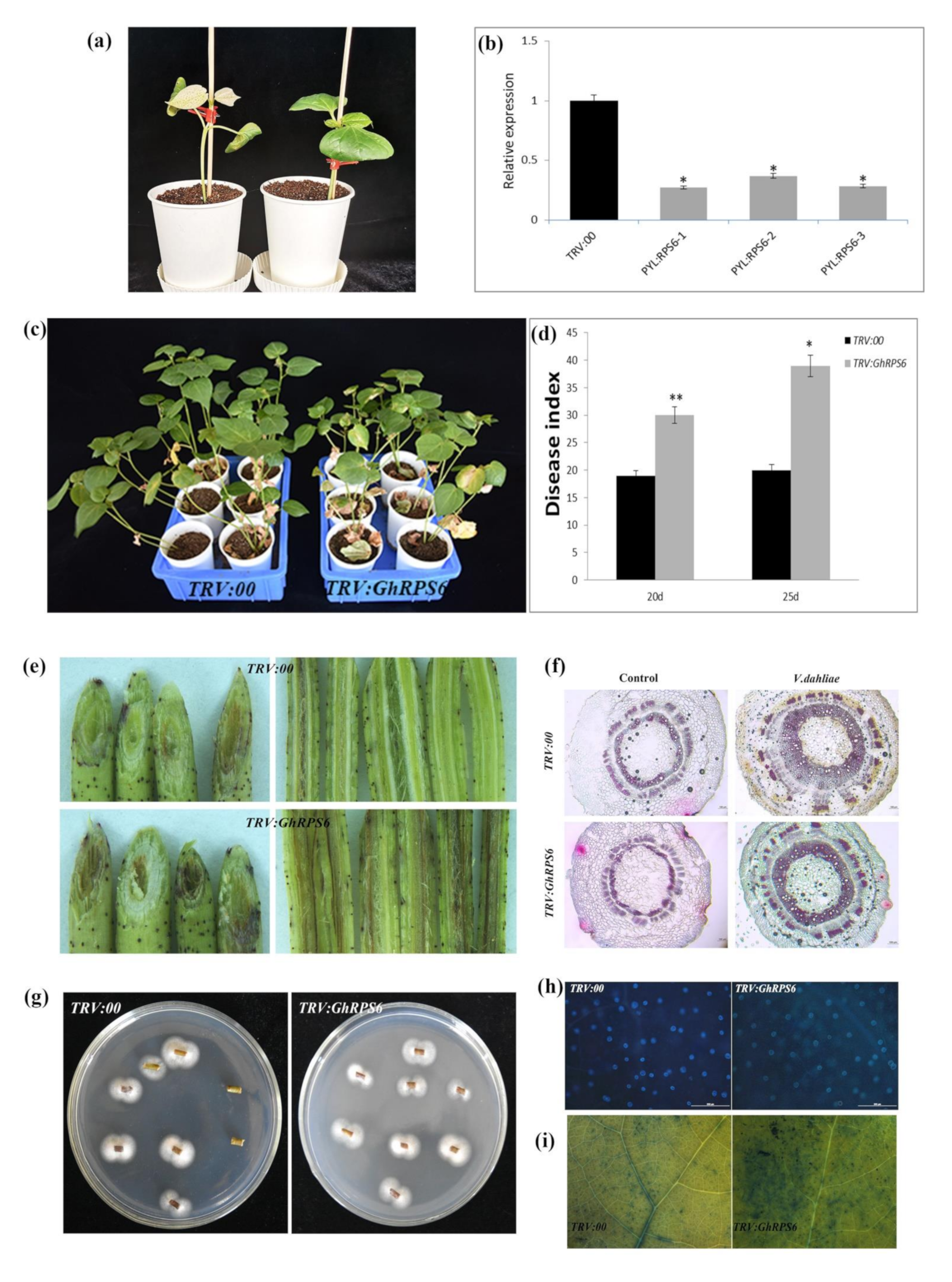 Ijms 22 01795 g002 Ijms 22 01795 g002