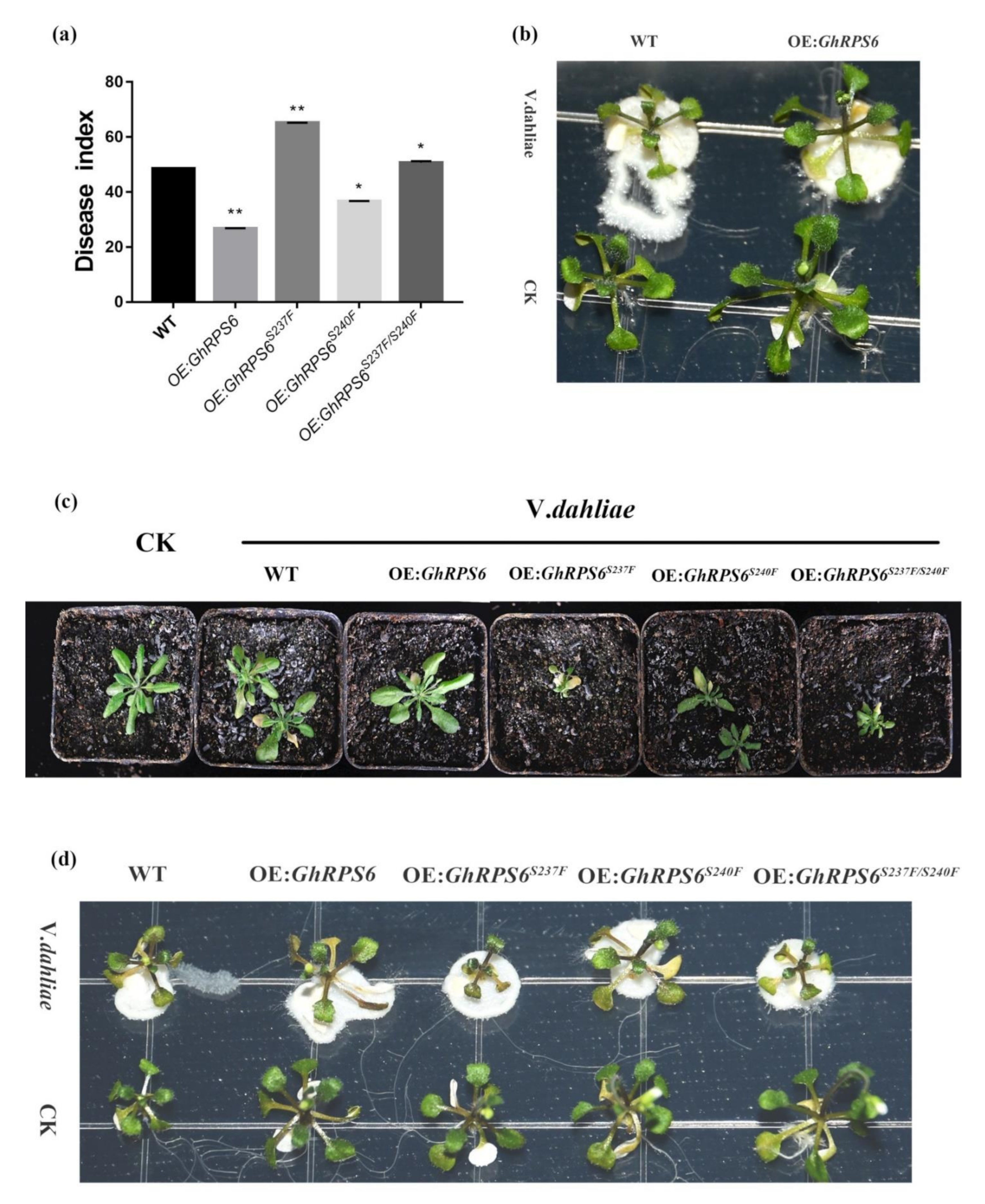 Ijms 22 01795 g005 Ijms 22 01795 g005