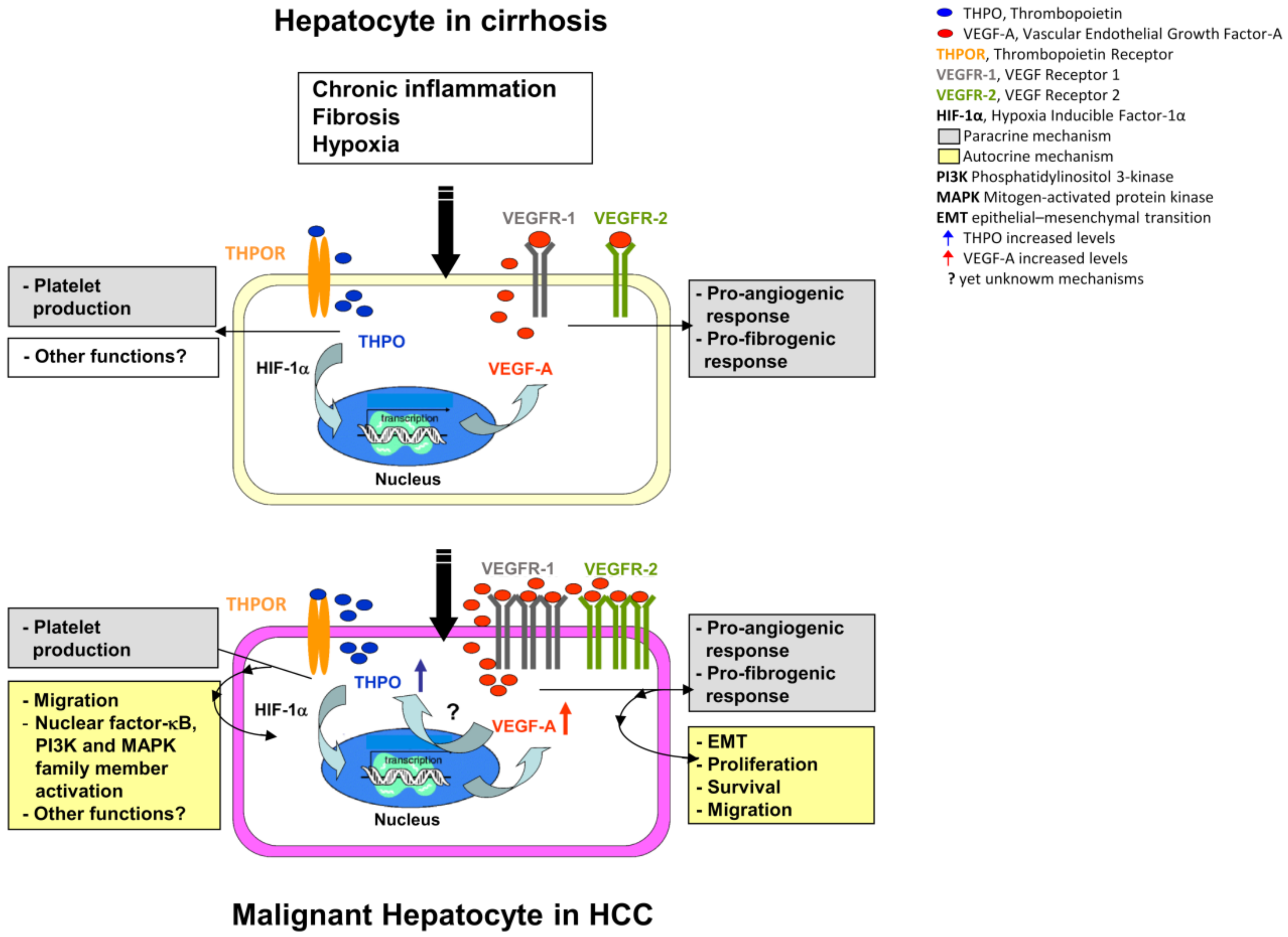 Ijms 22 01818 g010 Ijms 22 01818 g010