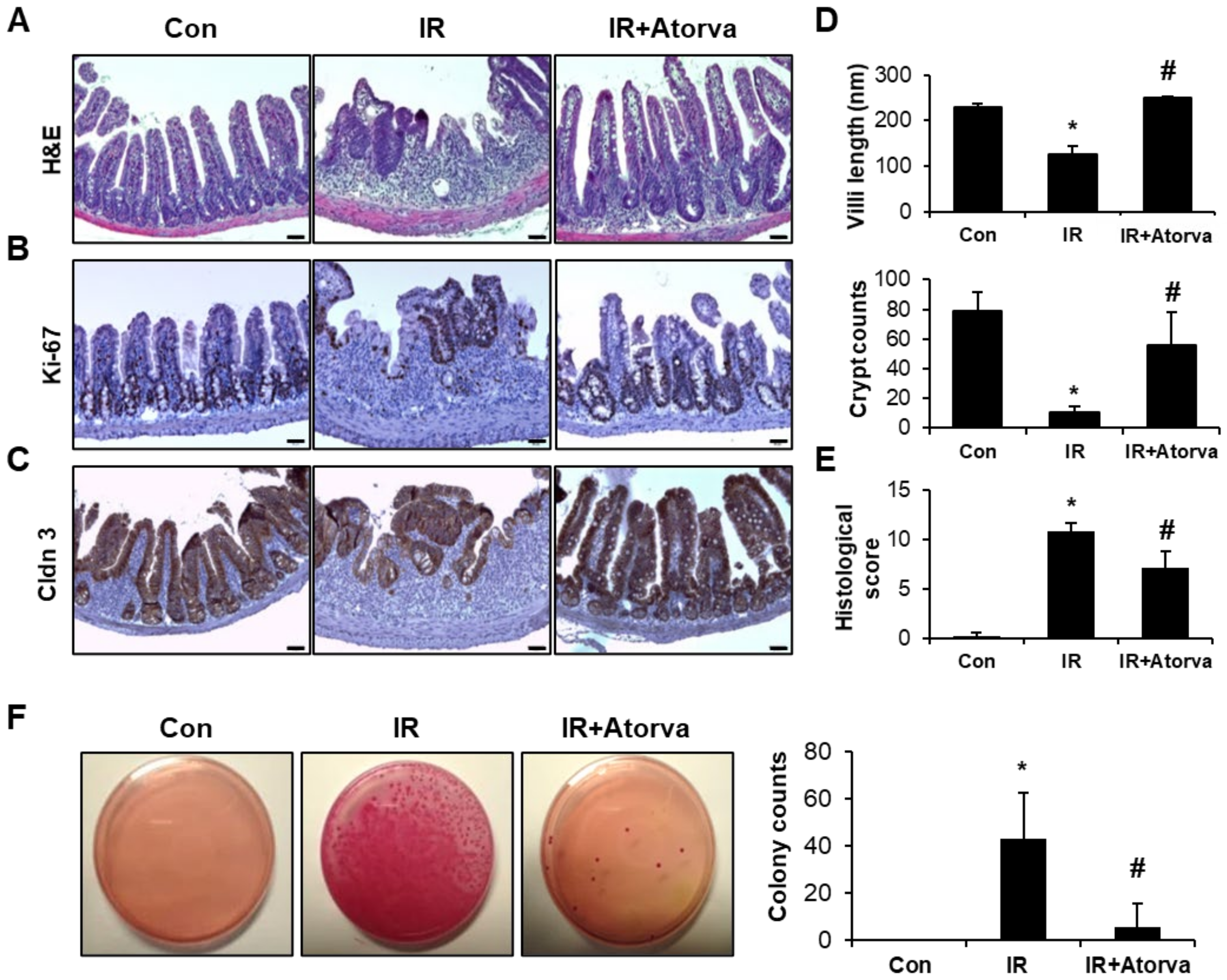 Ijms 22 01828 g005 Ijms 22 01828 g005