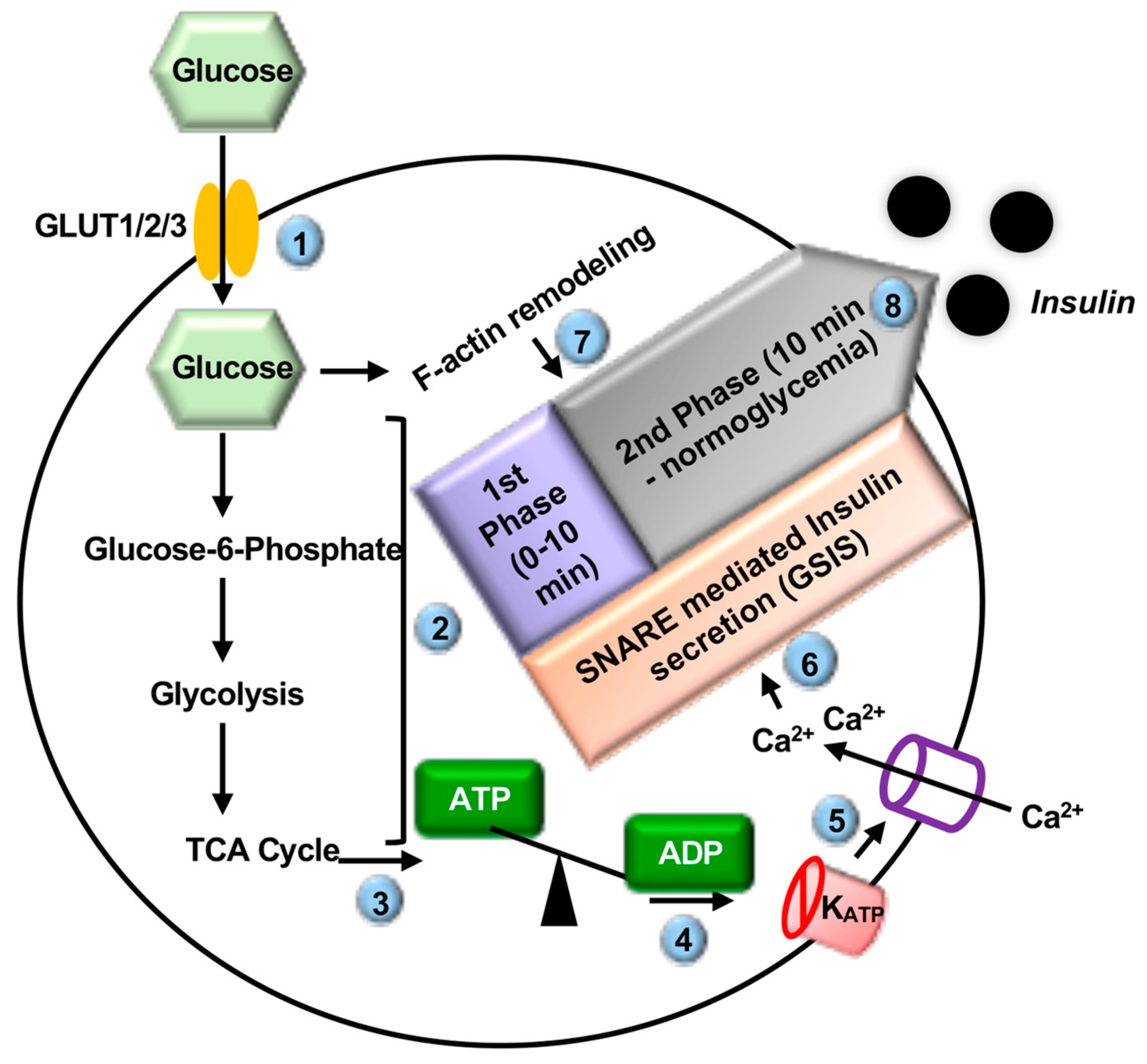 Ijms 22 01833 g001 Ijms 22 01833 g001