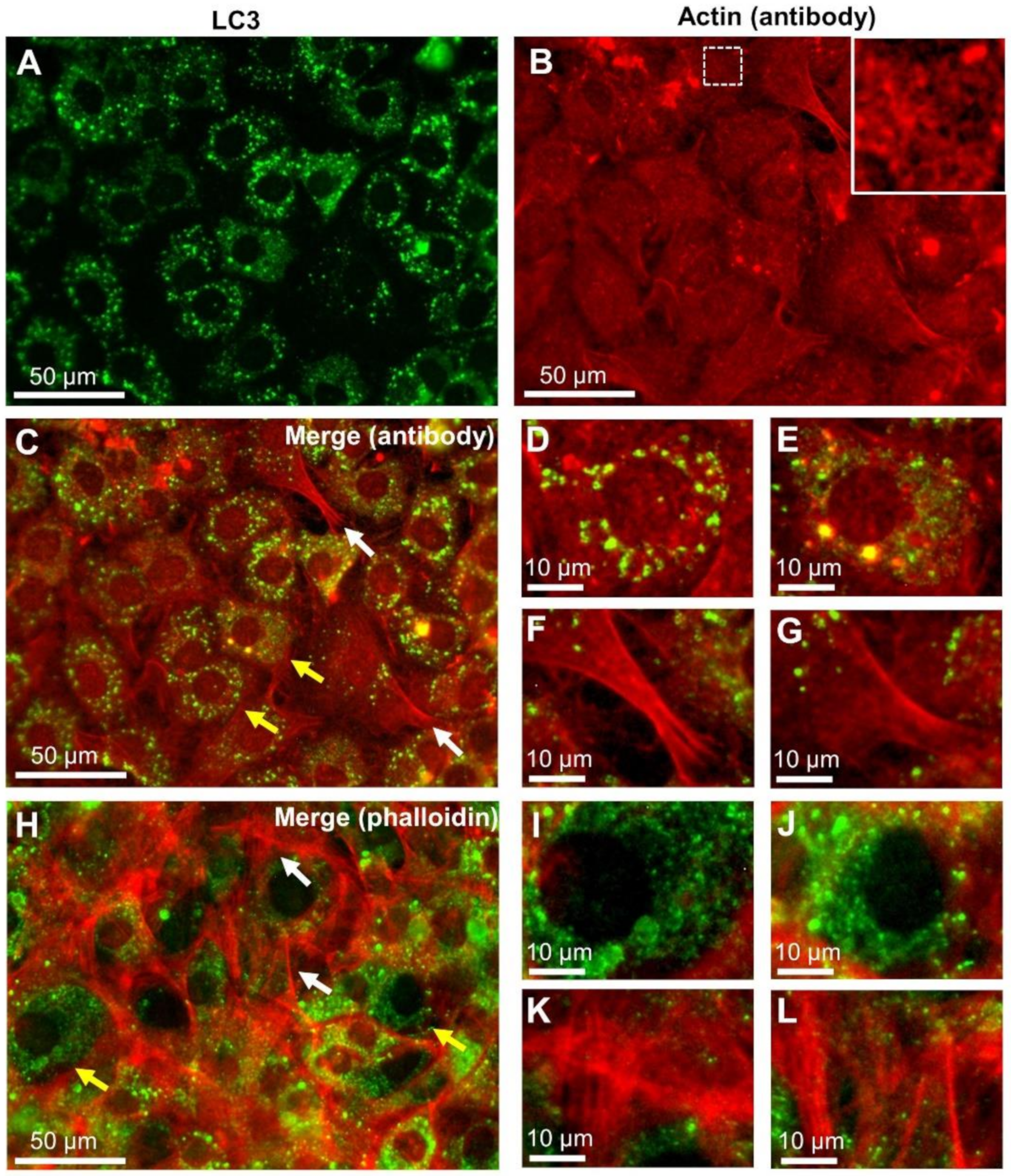 Ijms 22 01834 g001 Ijms 22 01834 g001