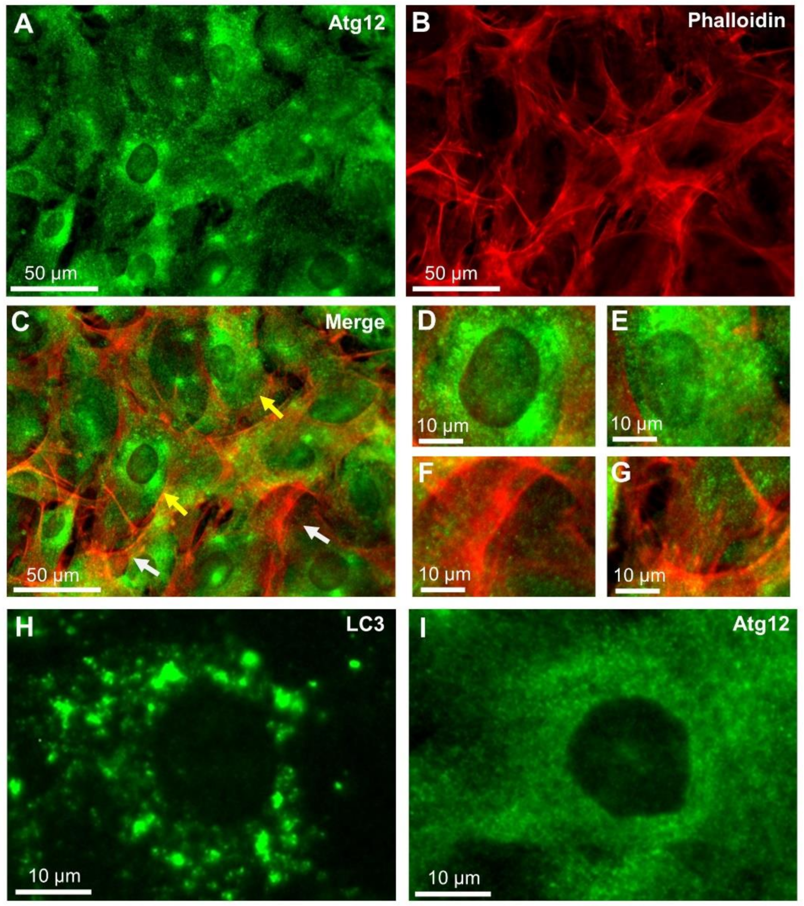 Ijms 22 01834 g002 Ijms 22 01834 g002
