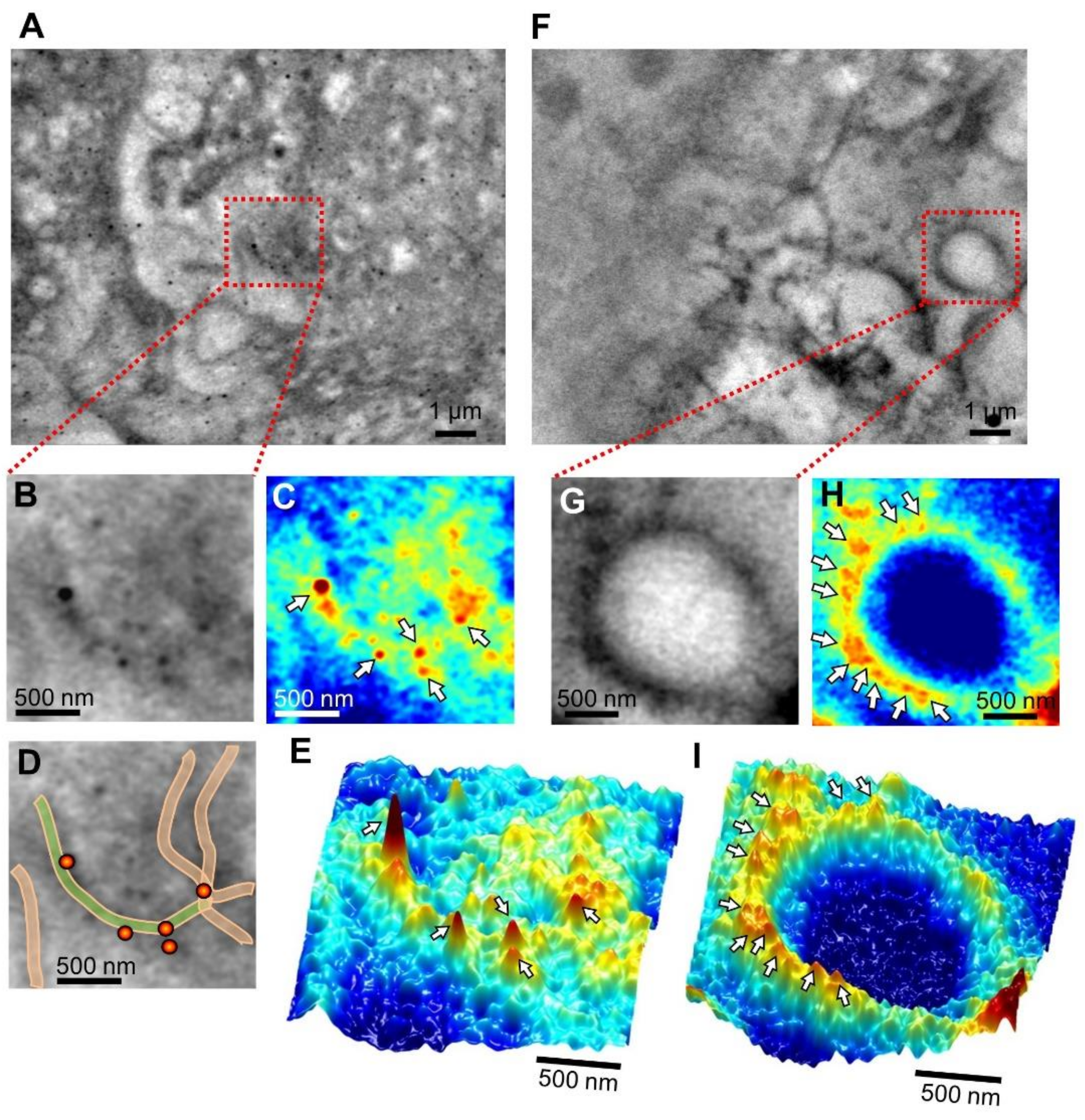 Ijms 22 01834 g003 Ijms 22 01834 g003
