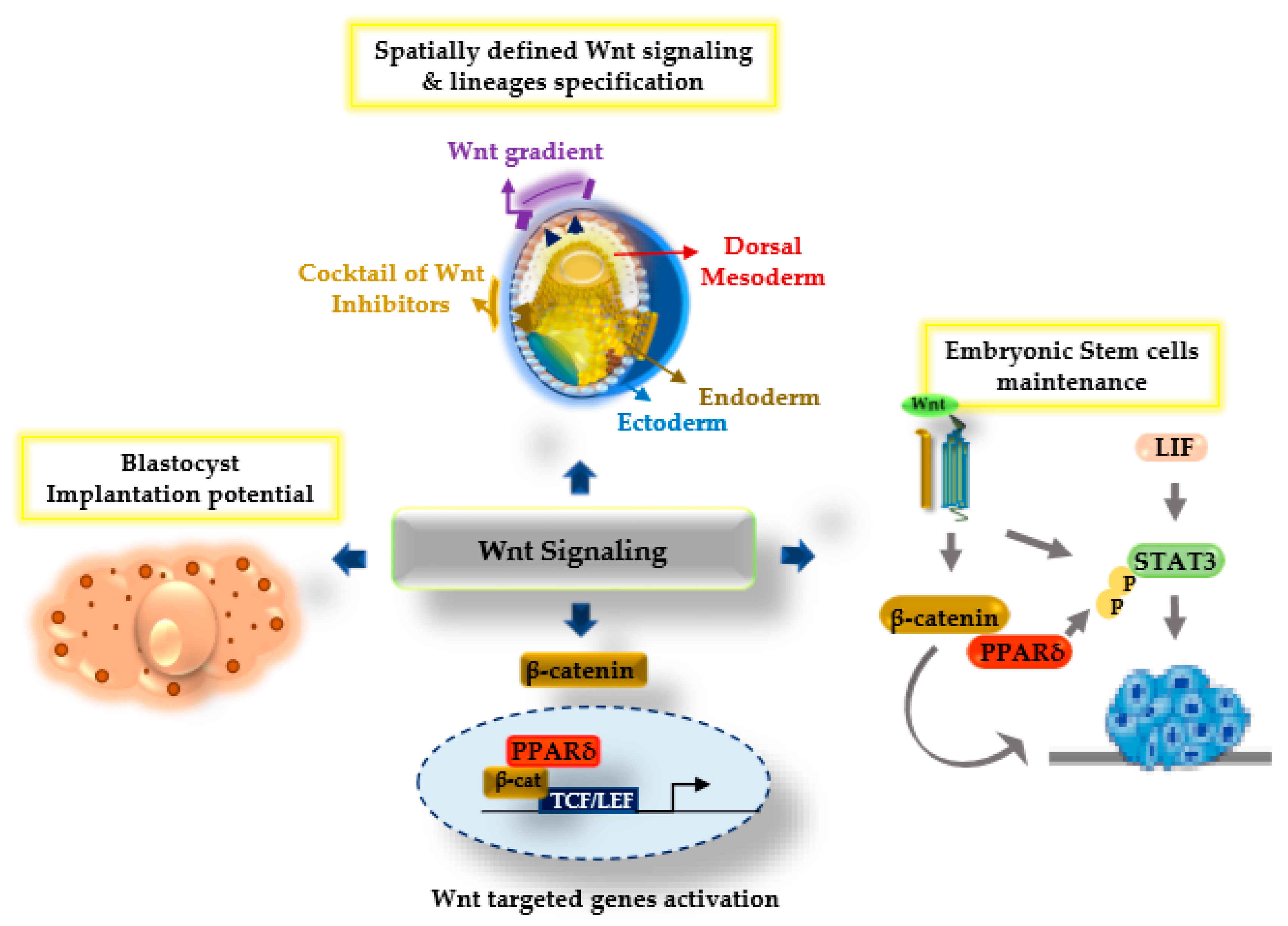 Ijms 22 01854 g002 Ijms 22 01854 g002