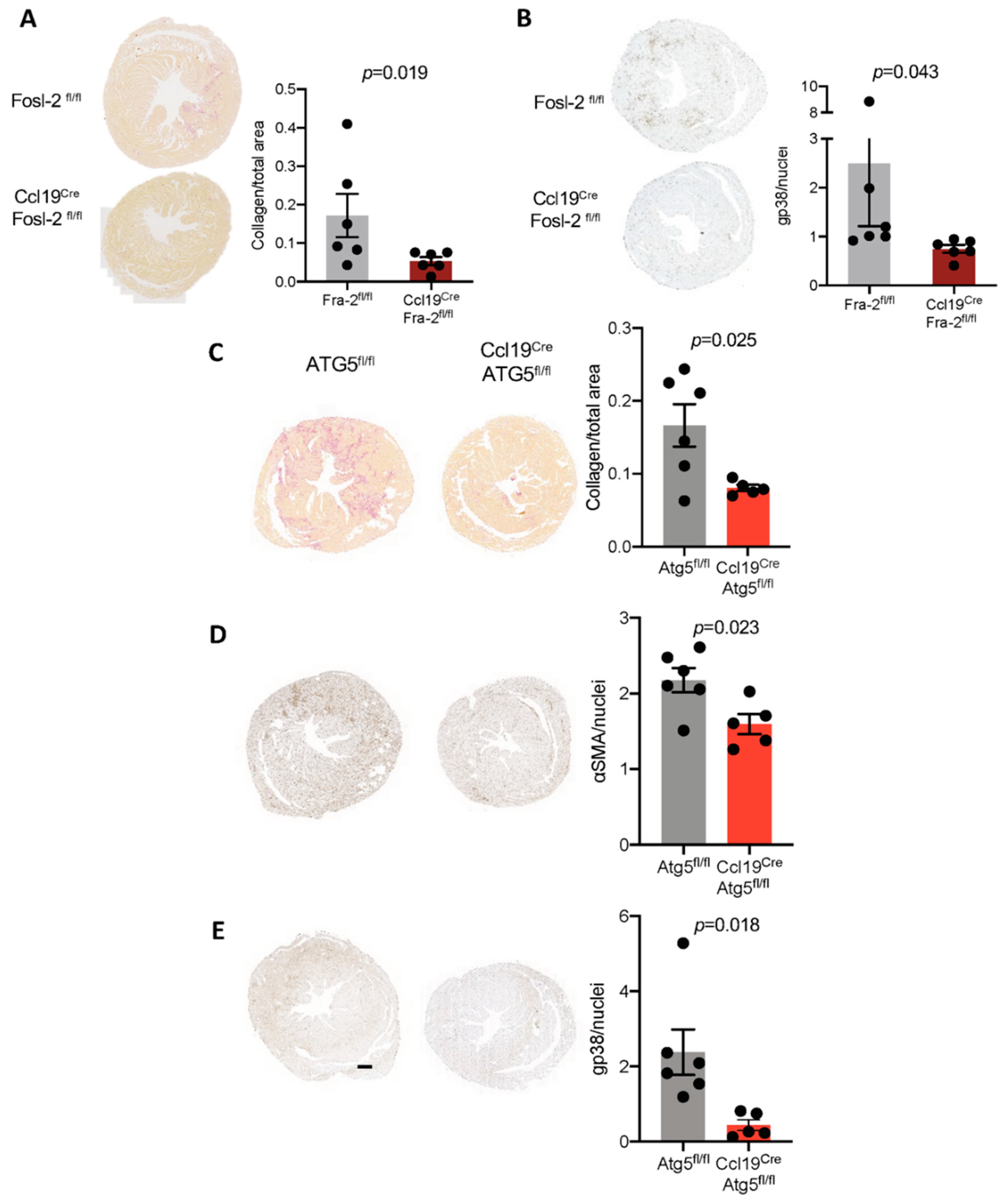 Ijms 22 01861 g007 Ijms 22 01861 g007