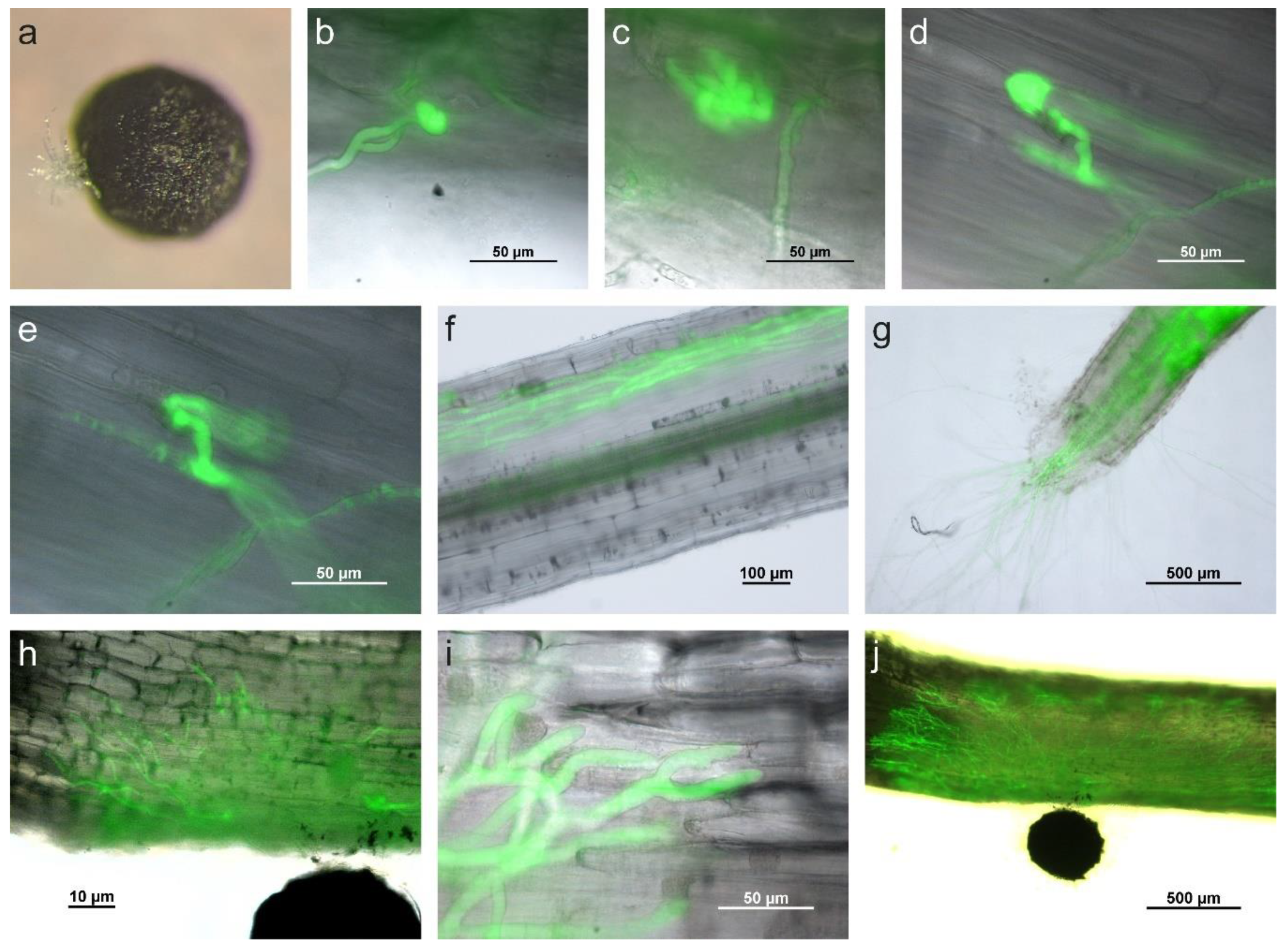 Ijms 22 01865 g004 Ijms 22 01865 g004