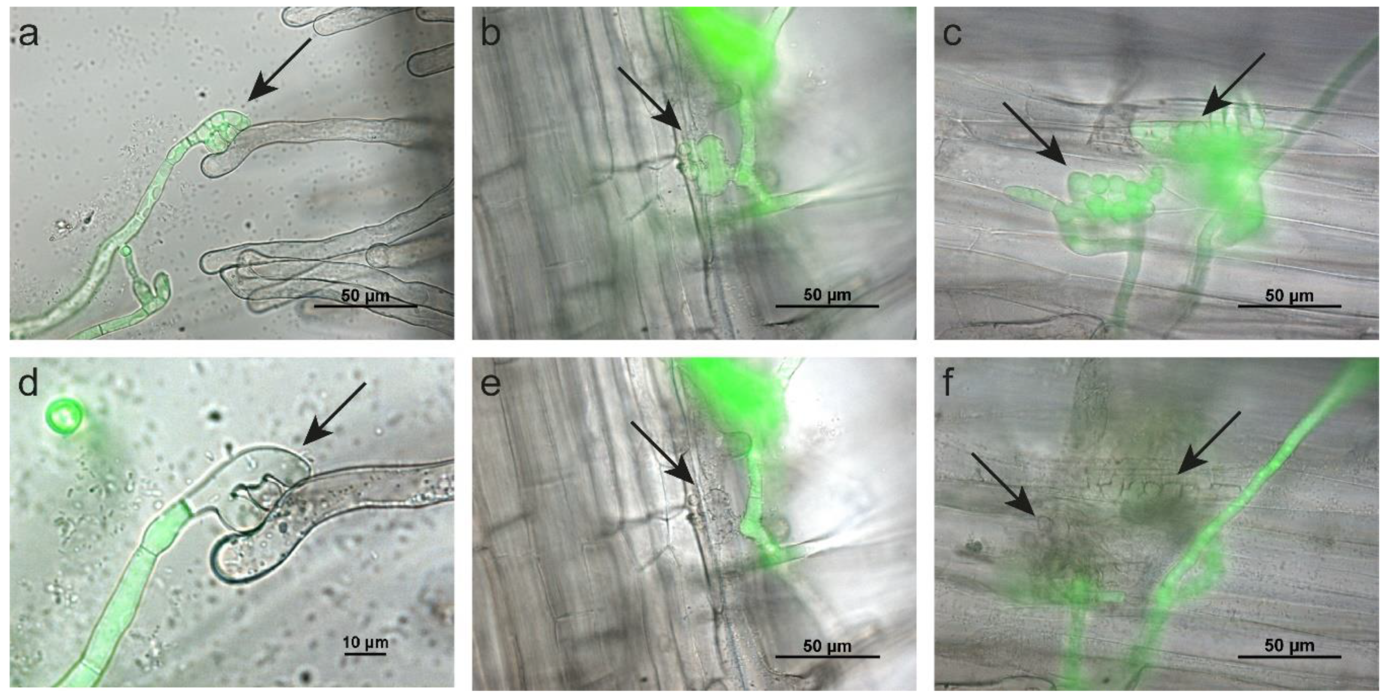 Ijms 22 01865 g005 Ijms 22 01865 g005