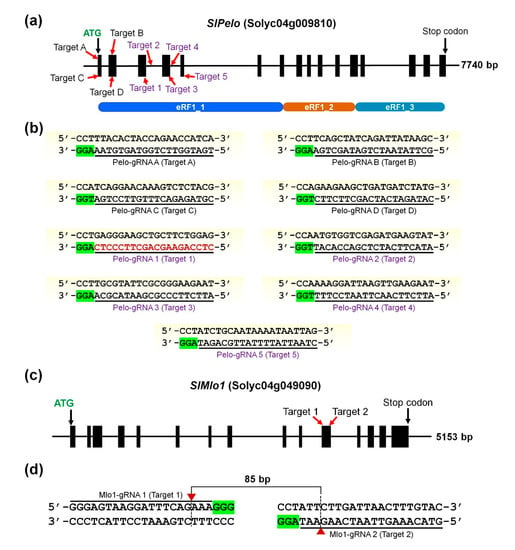 Ijms Free Full Text Crispr Cas9 Mediated Generation Of Pathogen Resistant Tomato Against Tomato Yellow Leaf Curl Virus And Powdery Mildew Html