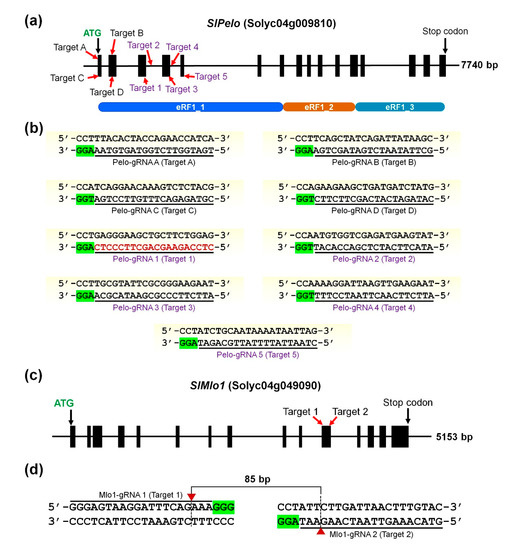 Ijms Free Full Text Crispr Cas9 Mediated Generation Of Pathogen Resistant Tomato Against Tomato Yellow Leaf Curl Virus And Powdery Mildew Html Ijms Free Full Text Crispr Cas9 Mediated Generation Of Pathogen Resistant Tomato Against Tomato Yellow Leaf Curl Virus And Powdery Mildew Html