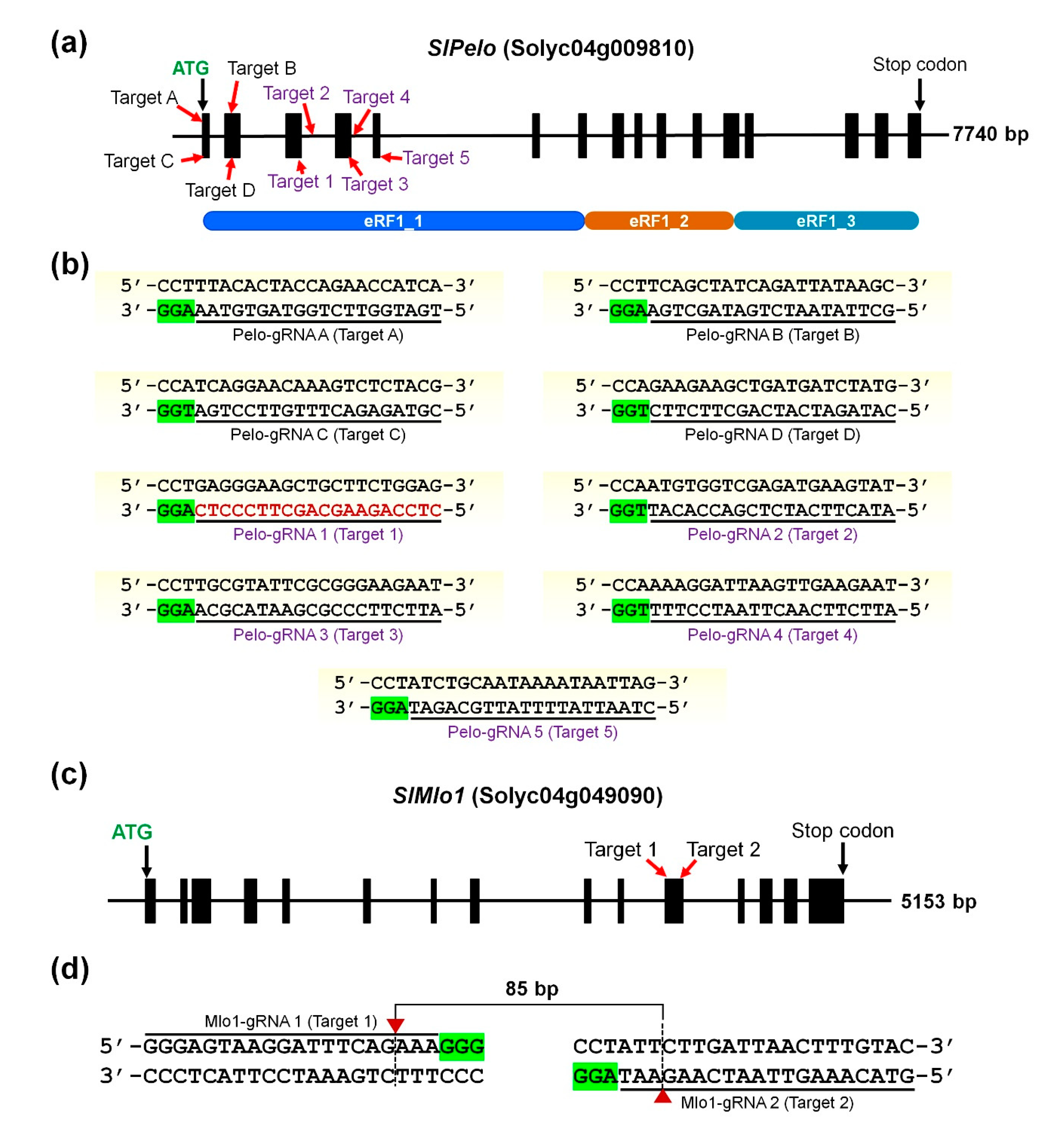Ijms Free Full Text Crispr Cas9 Mediated Generation Of Pathogen Resistant Tomato Against Tomato Yellow Leaf Curl Virus And Powdery Mildew Html Ijms Free Full Text Crispr Cas9 Mediated Generation Of Pathogen Resistant Tomato Against Tomato Yellow Leaf Curl Virus And Powdery Mildew Html